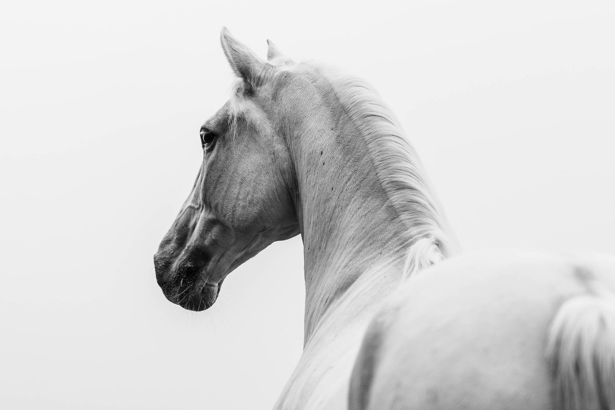 Curious Horse-Wall_Art-Pixalot