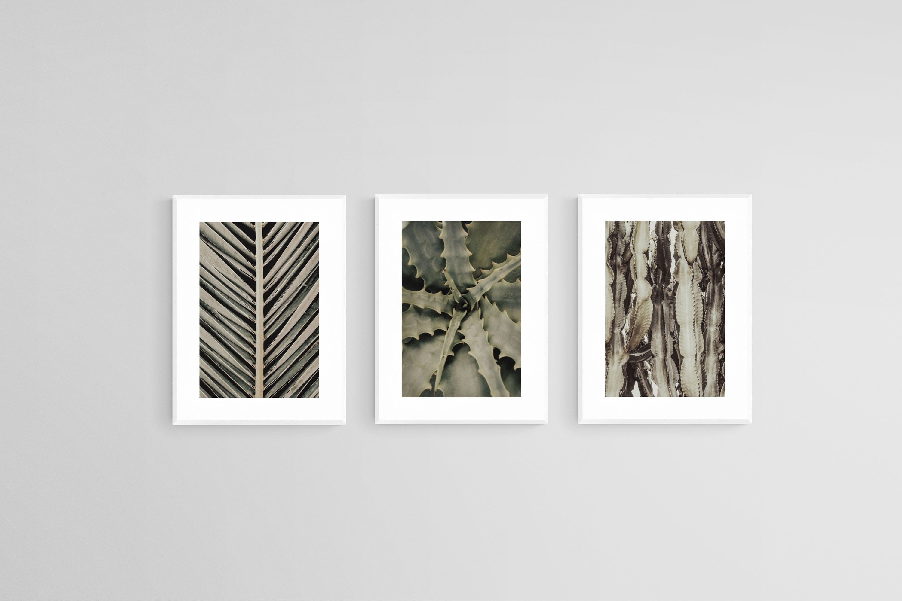 Desert Plants Set-Wall_Art-45 x 60cm (x3)-Framed Print-White-Pixalot