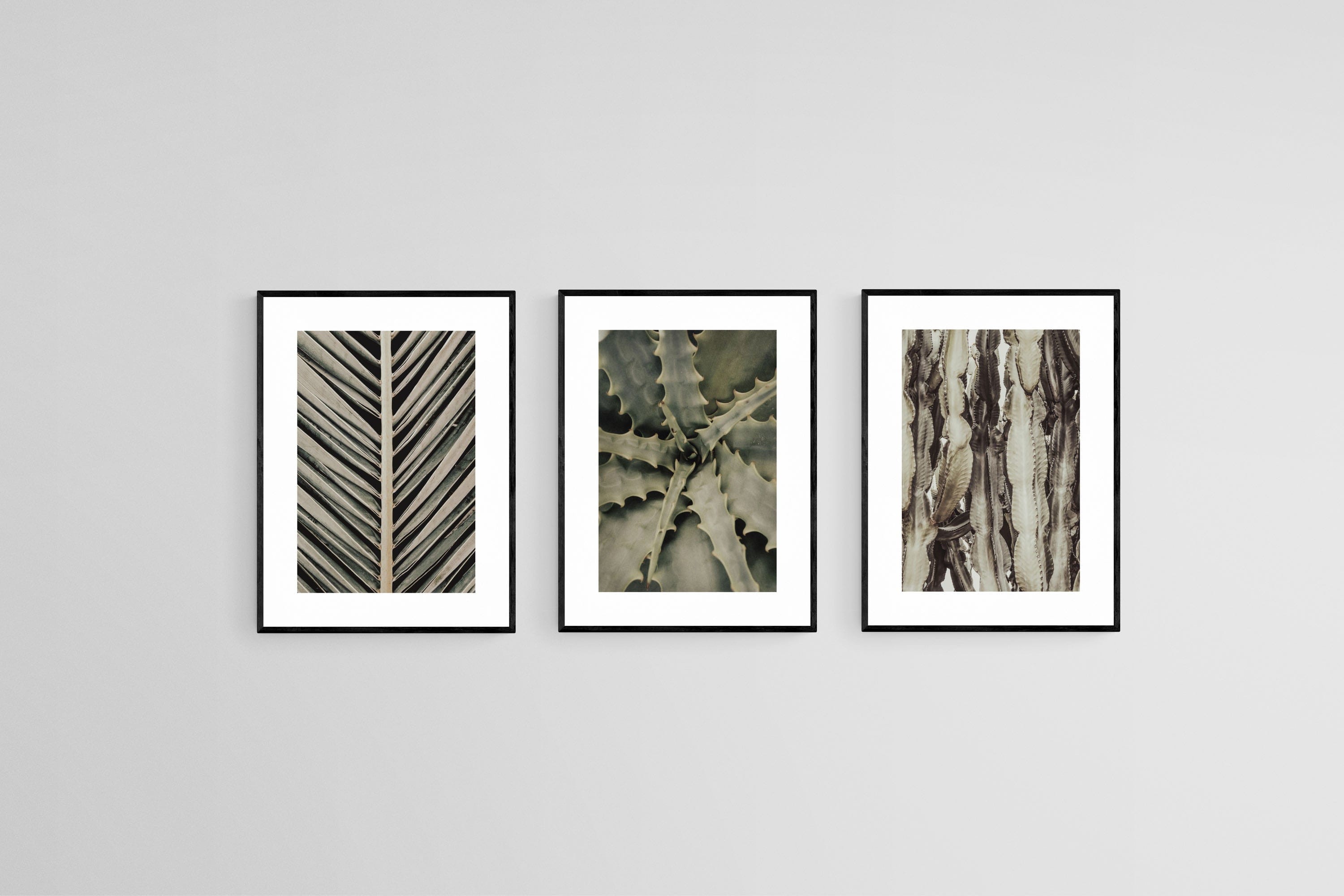 Desert Plants Set-Wall_Art-45 x 60cm (x3)-Framed Print-Black-Pixalot