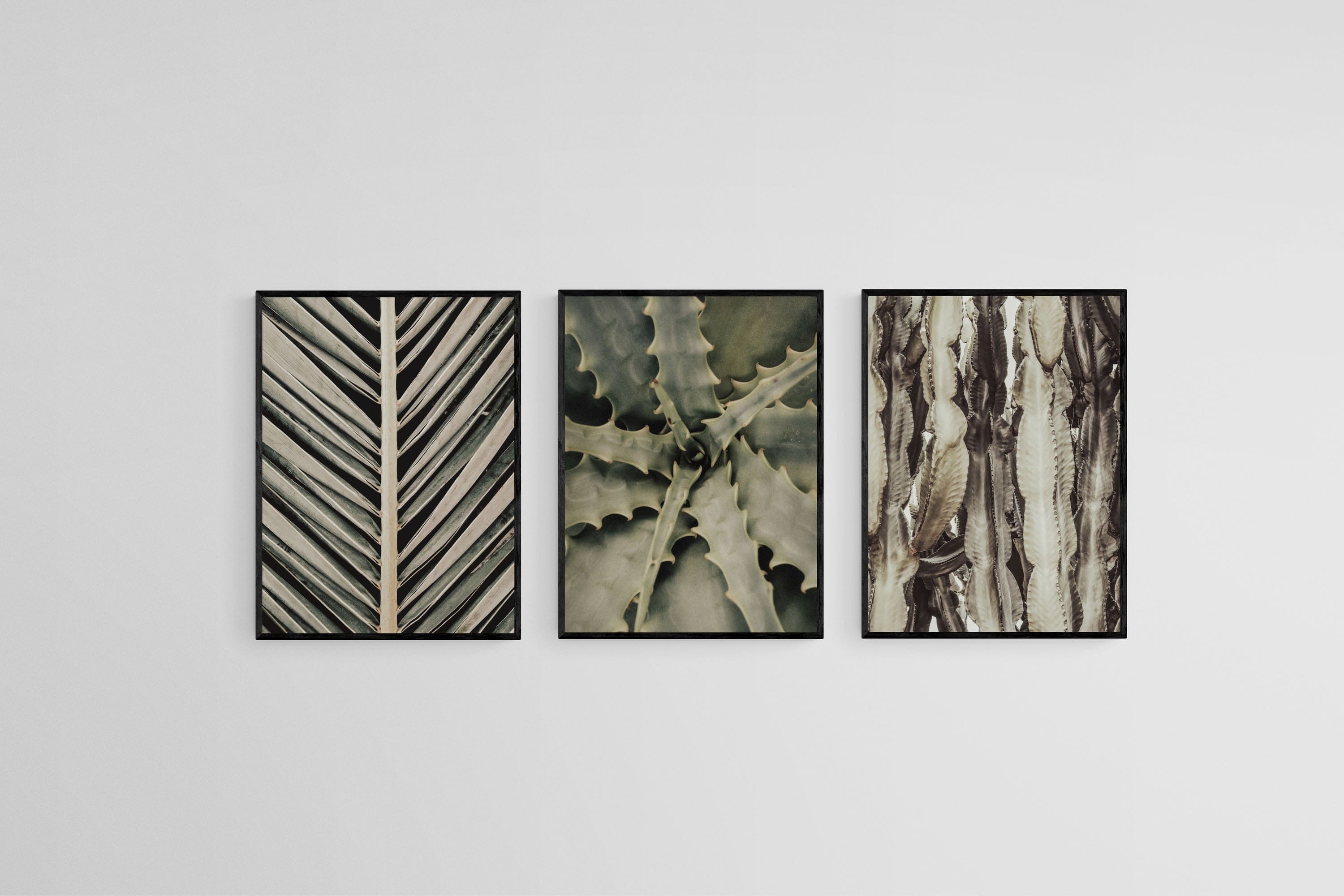 Desert Plants Set-Wall_Art-45 x 60cm (x3)-Mounted Canvas-Black-Pixalot