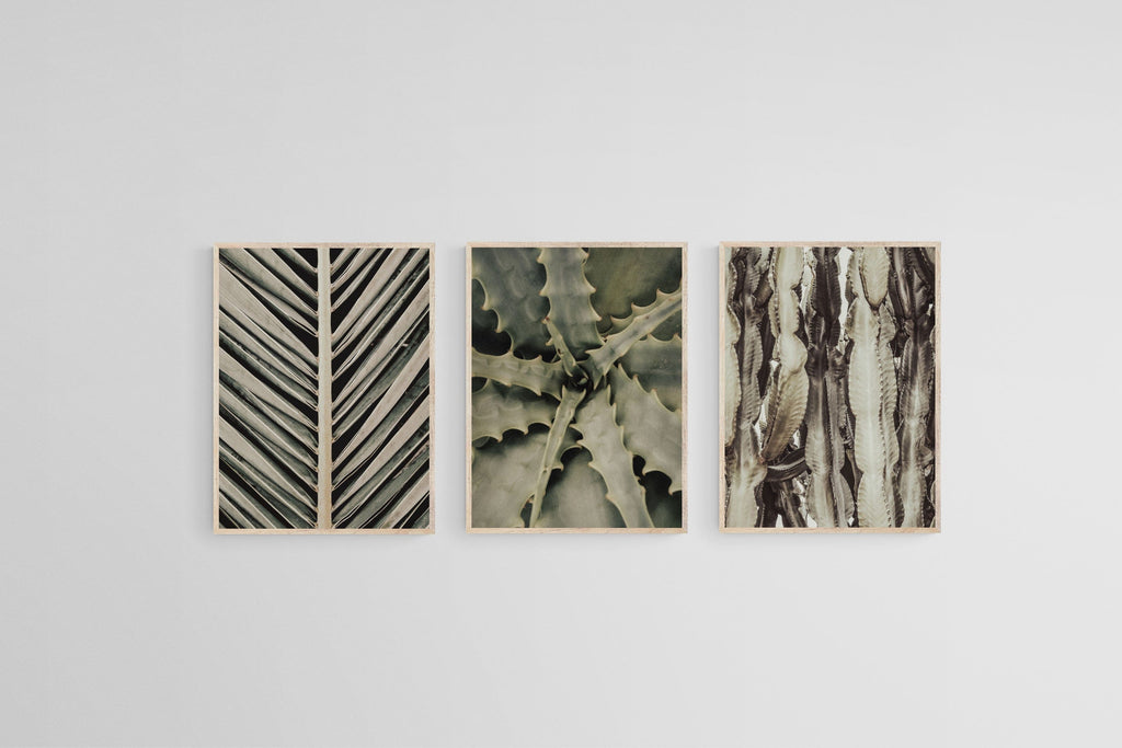Desert Plants Set-Wall_Art-45 x 60cm (x3)-Mounted Canvas-Wood-Pixalot