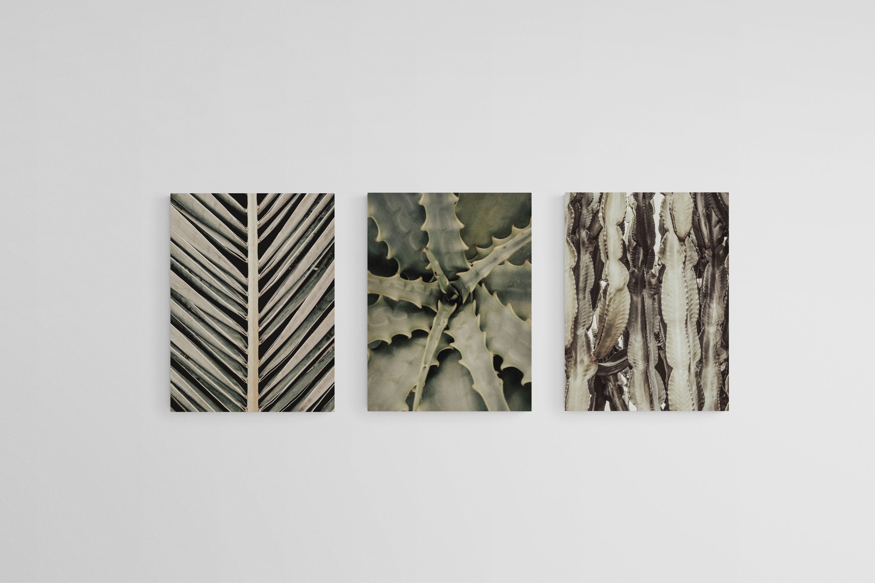 Desert Plants Set-Wall_Art-45 x 60cm (x3)-Mounted Canvas-No Frame-Pixalot