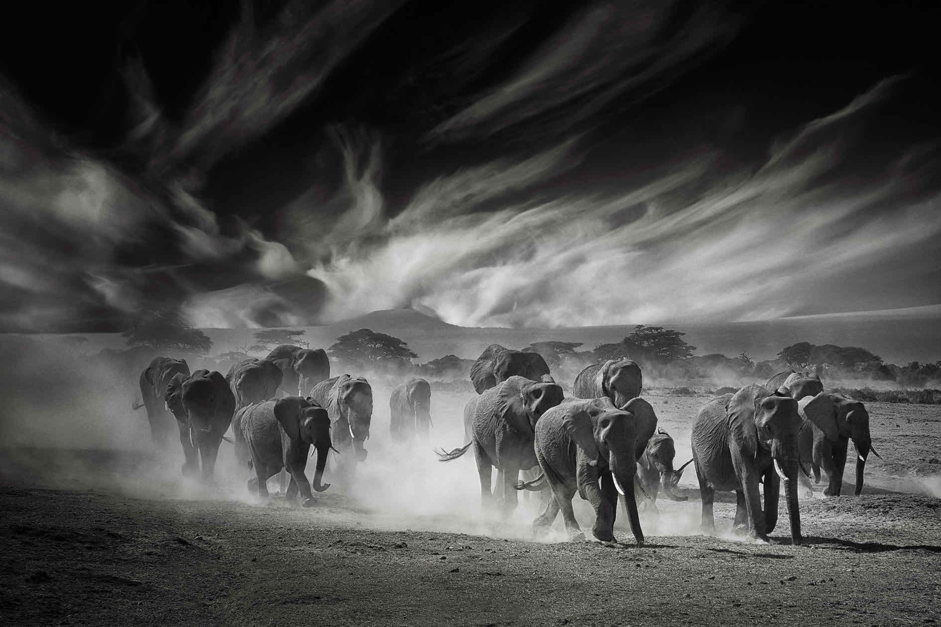 Etosha Elephants-Wall_Art-Pixalot