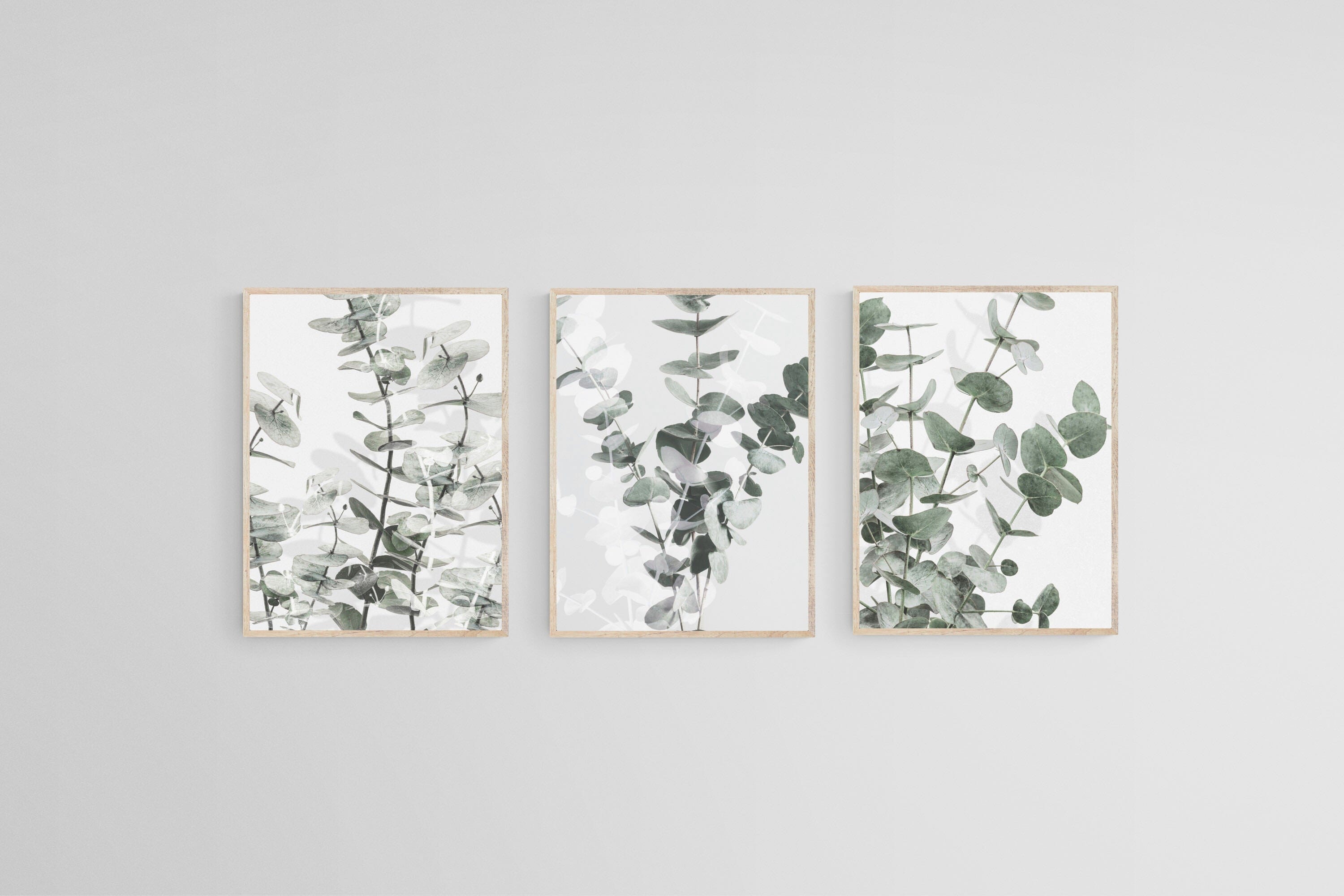 Eucalyptus Set-Wall_Art-45 x 60cm (x3)-Mounted Canvas-Wood-Pixalot