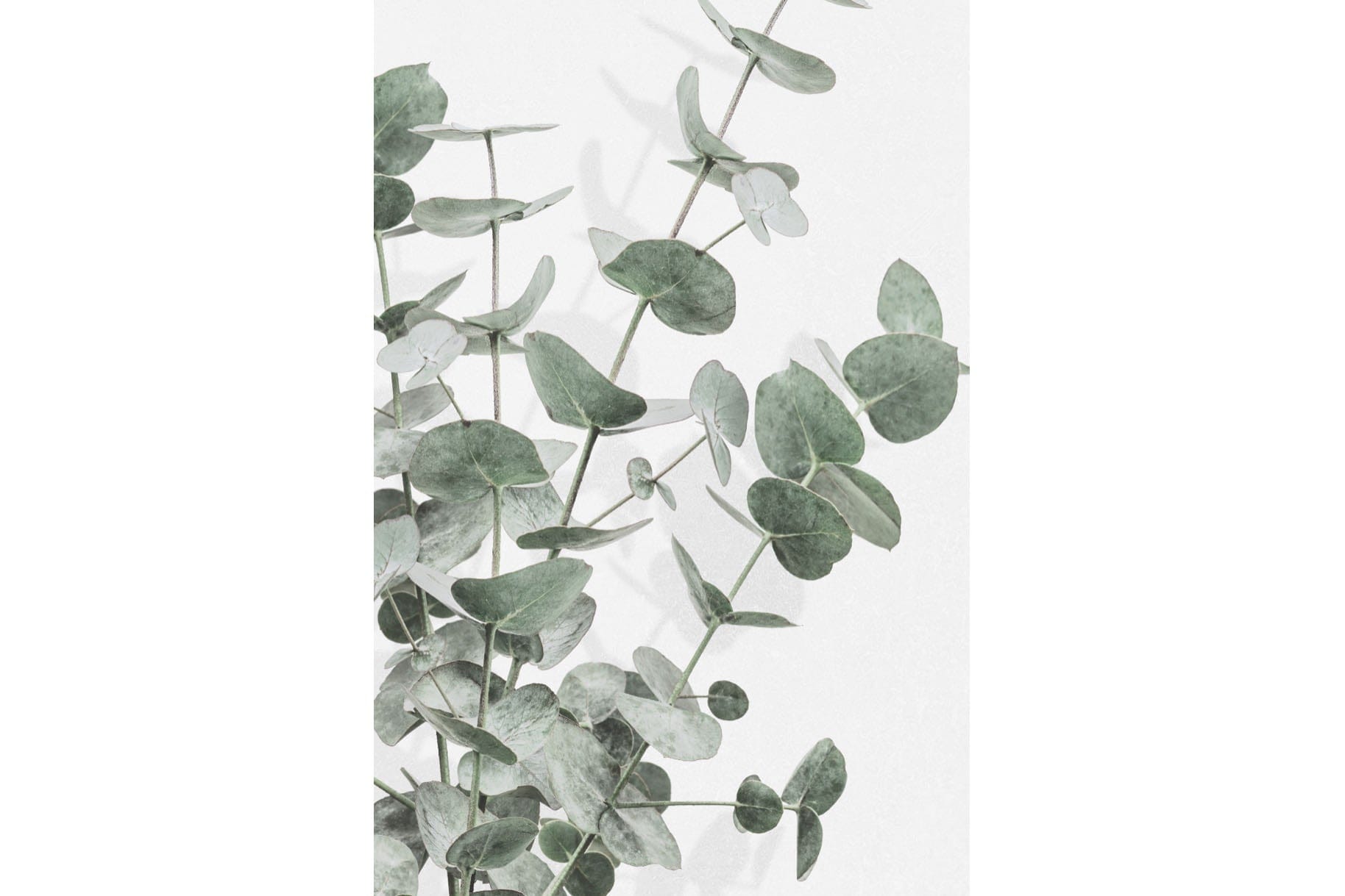 Flourishing Eucalyptus-Wall_Art-Pixalot