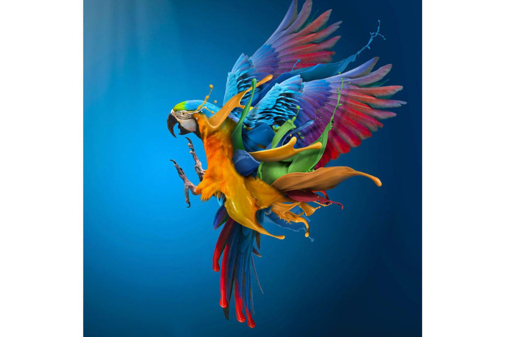 Flying Colours-Wall_Art-Pixalot