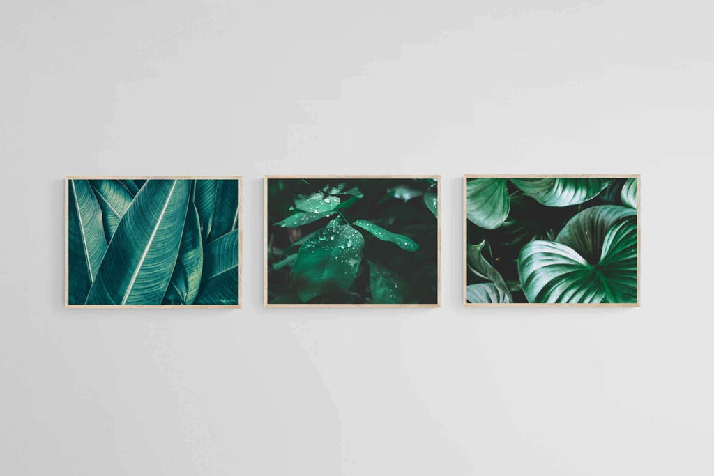 Foliage Set-Wall_Art-60 x 45cm (x3)-Mounted Canvas-Wood-Pixalot