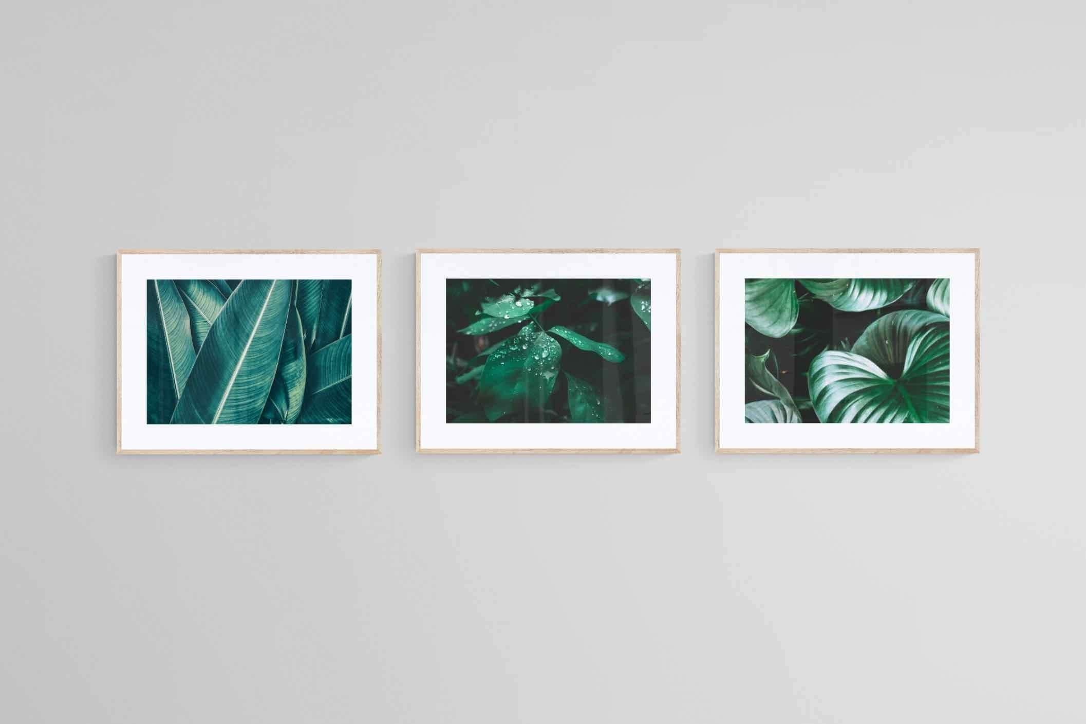 Foliage Set-Wall_Art-80 x 60cm (x3)-Framed Print-Wood-Pixalot