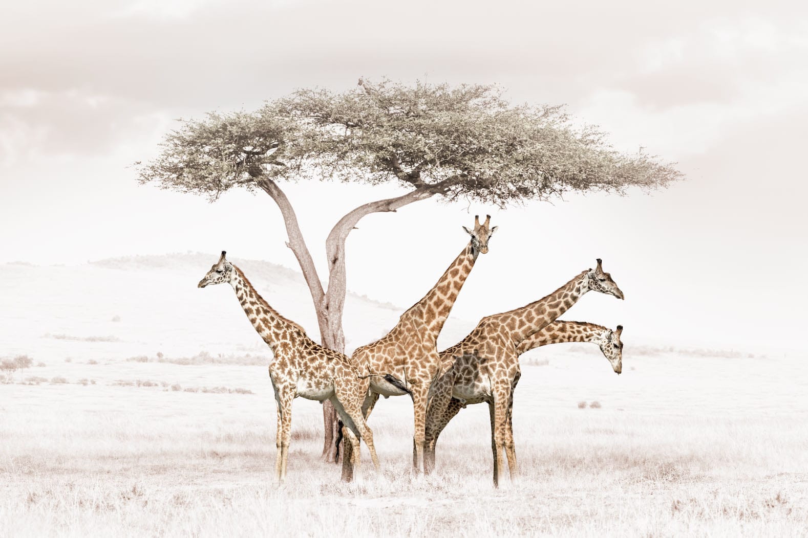 Giraffe Conflab-Wall_Art-Pixalot