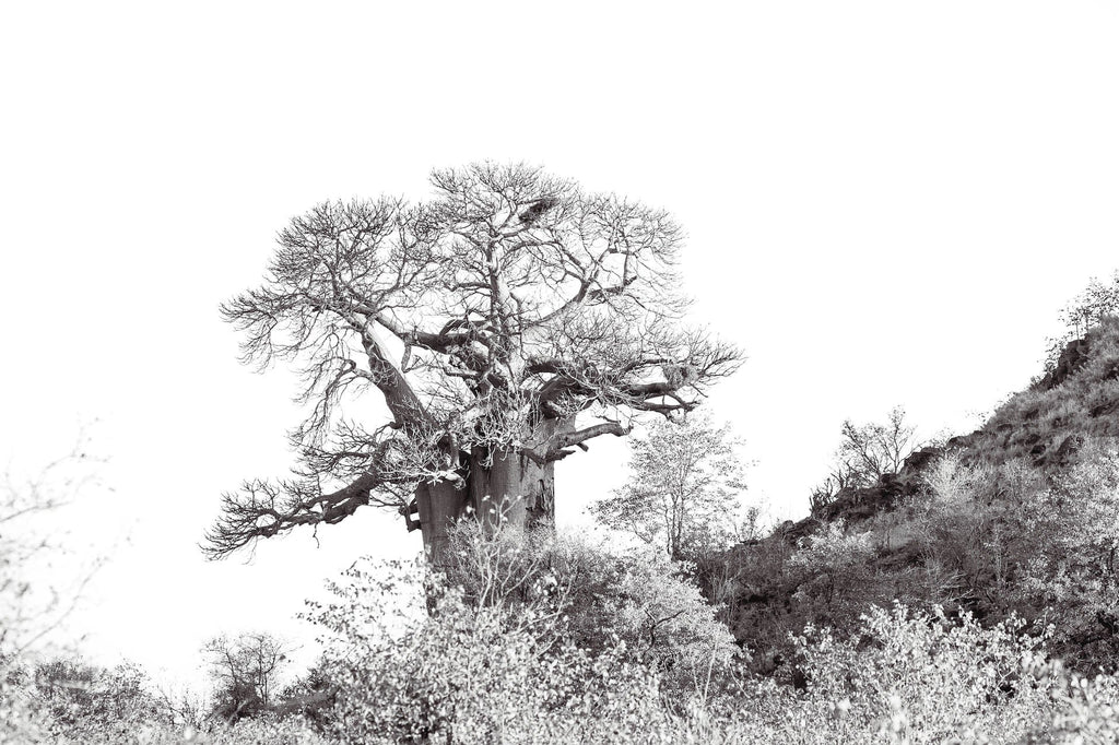 Hillside Baobab-Wall_Art-Pixalot
