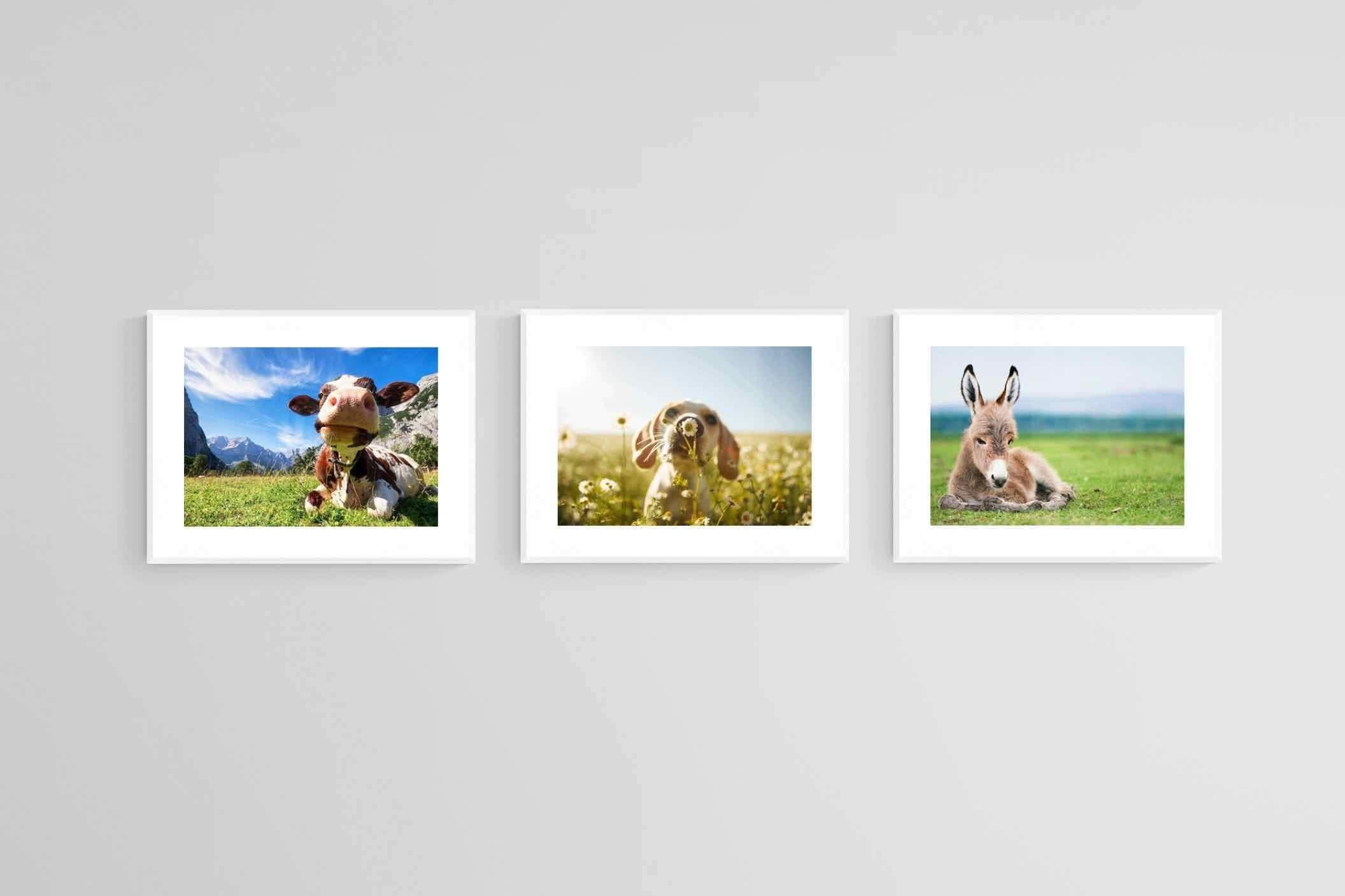 Kids Animal Set-Wall_Art-80 x 60cm (x3)-Framed Print-White-Pixalot