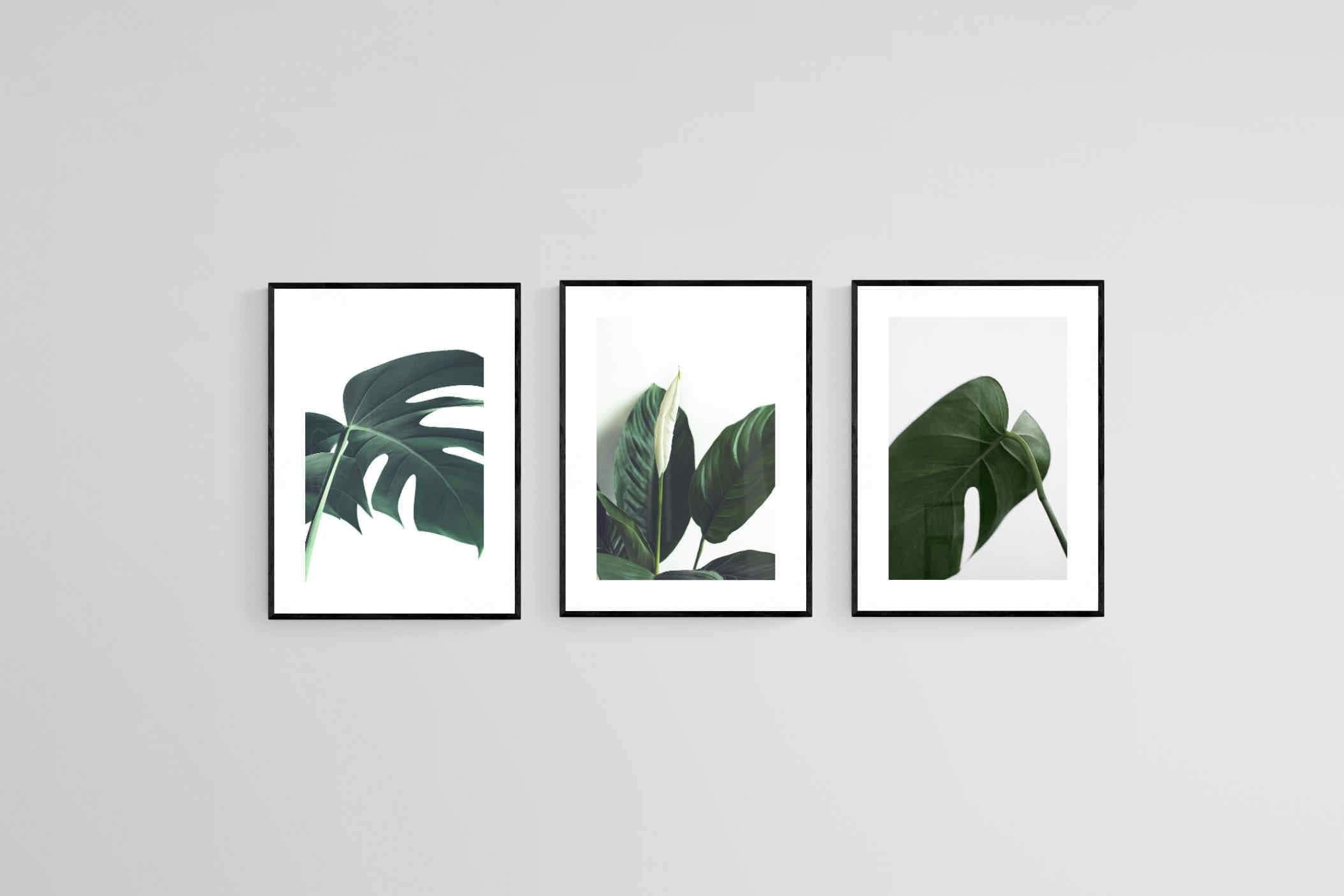 Leaf & Let Live-Wall_Art-45 x 60cm (x3)-Framed Print-Black-Pixalot