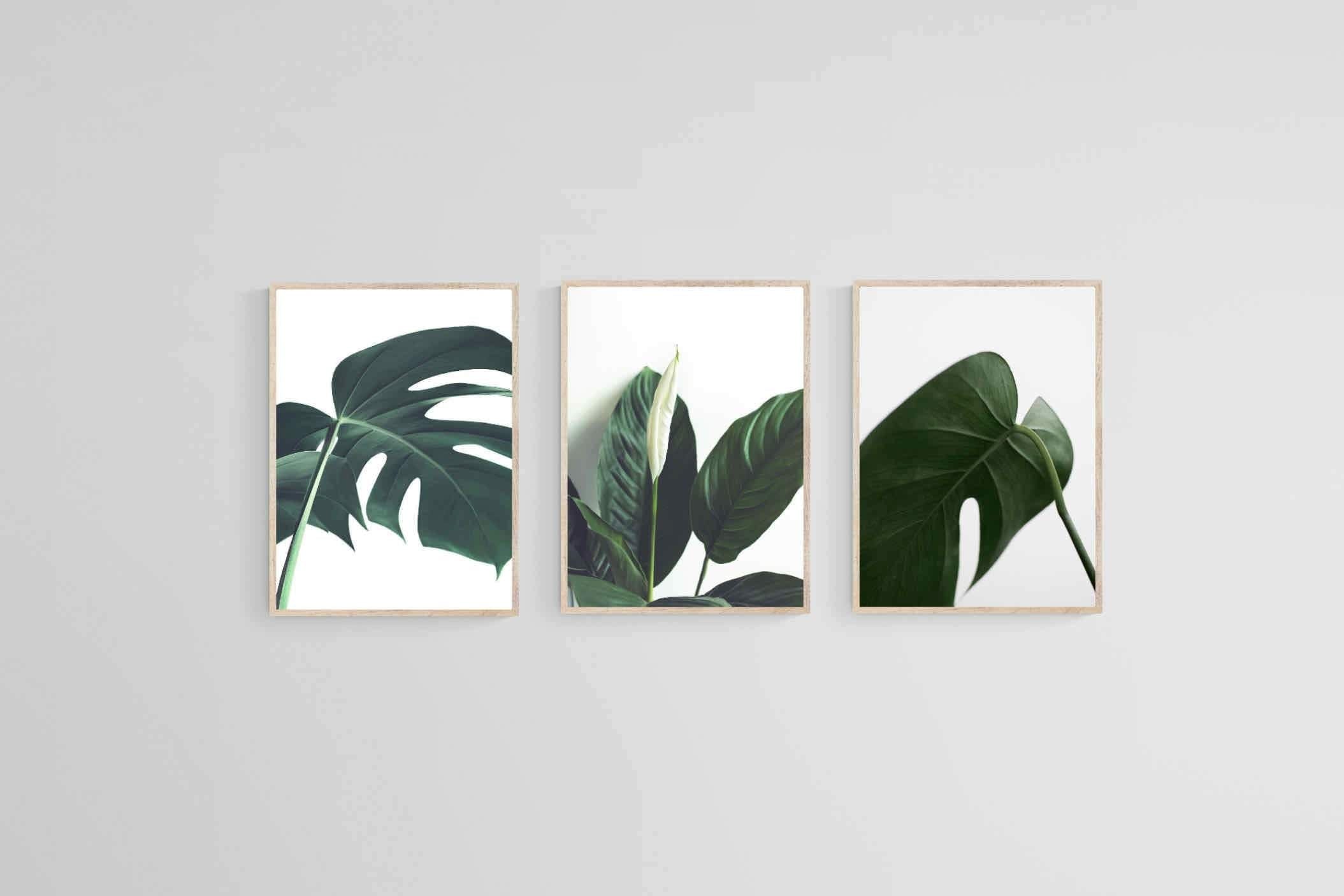 Leaf & Let Live-Wall_Art-45 x 60cm (x3)-Mounted Canvas-Wood-Pixalot