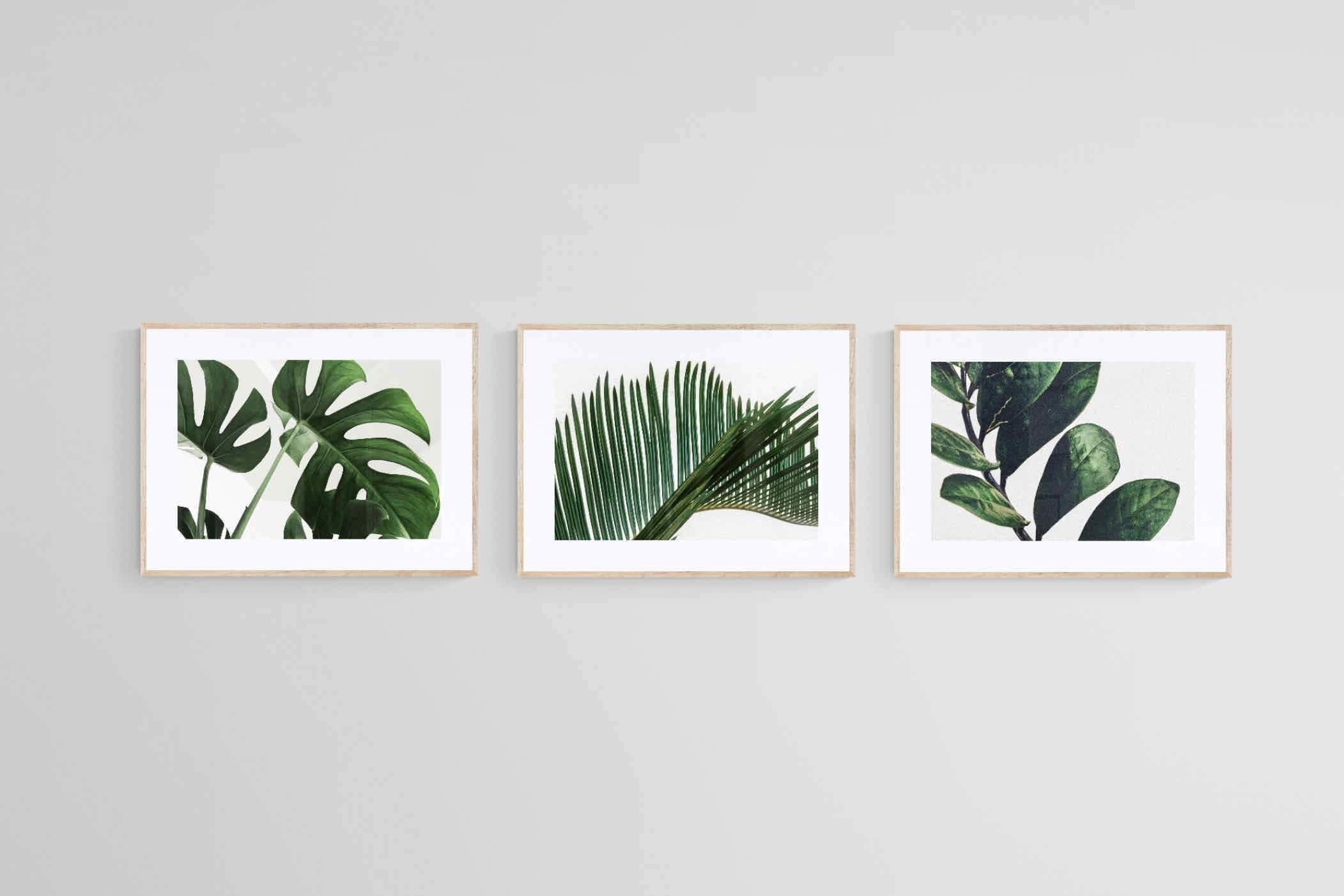 Leafy Trio-Wall_Art-60 x 45cm (x3)-Framed Print-Wood-Pixalot