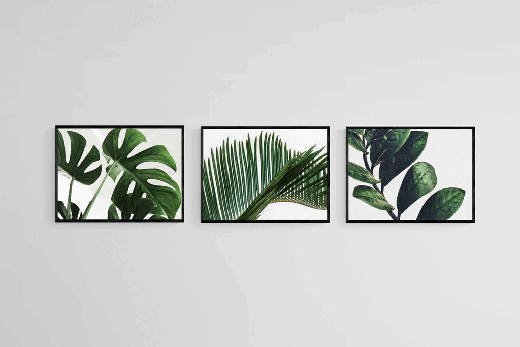 Leafy Trio-Wall_Art-60 x 45cm (x3)-Mounted Canvas-Black-Pixalot