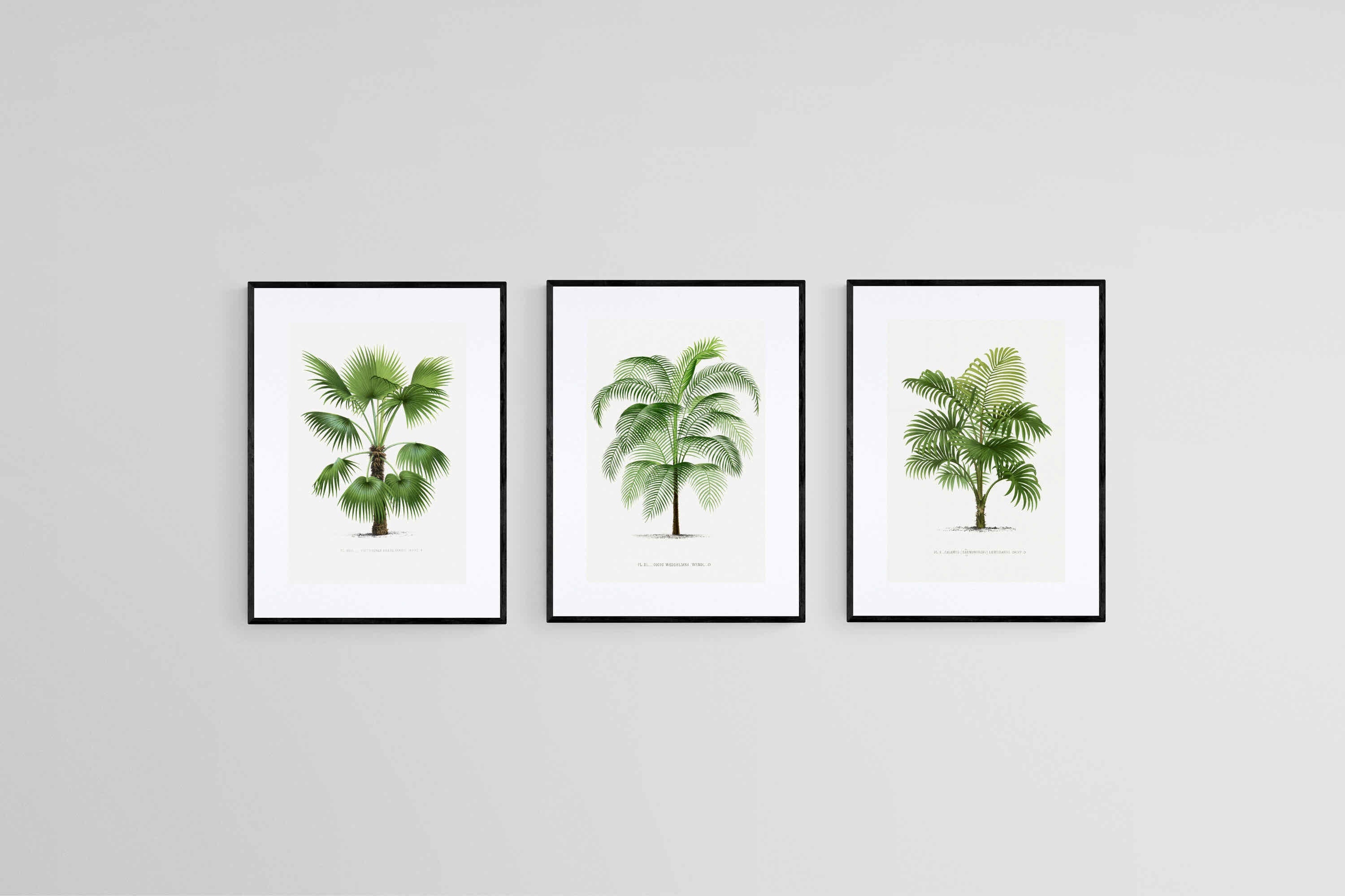 Les Palmiers Histoire Iconographique-Wall_Art-45 x 60cm (x3)-Framed Print-Black-Pixalot