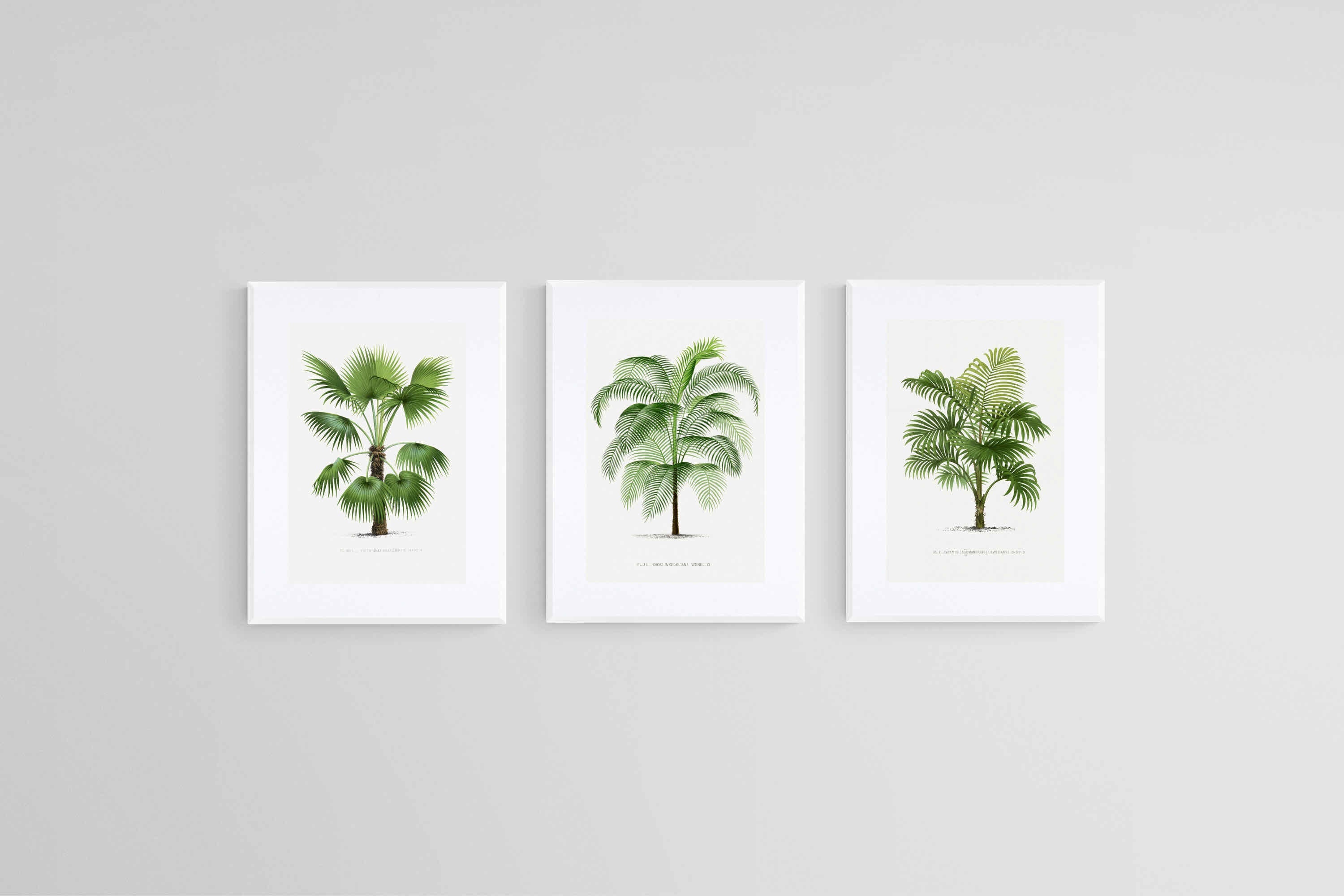 Les Palmiers Histoire Iconographique-Wall_Art-45 x 60cm (x3)-Framed Print-White-Pixalot