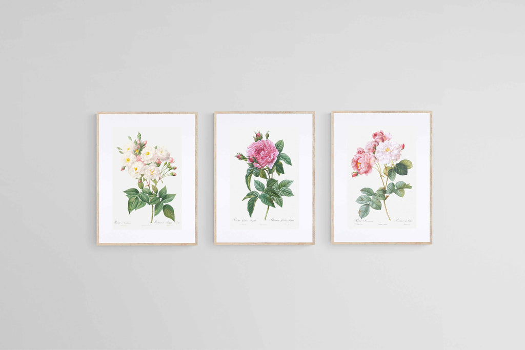 Les Roses Set-Wall_Art-45 x 60cm (x3)-Framed Print-Wood-Pixalot