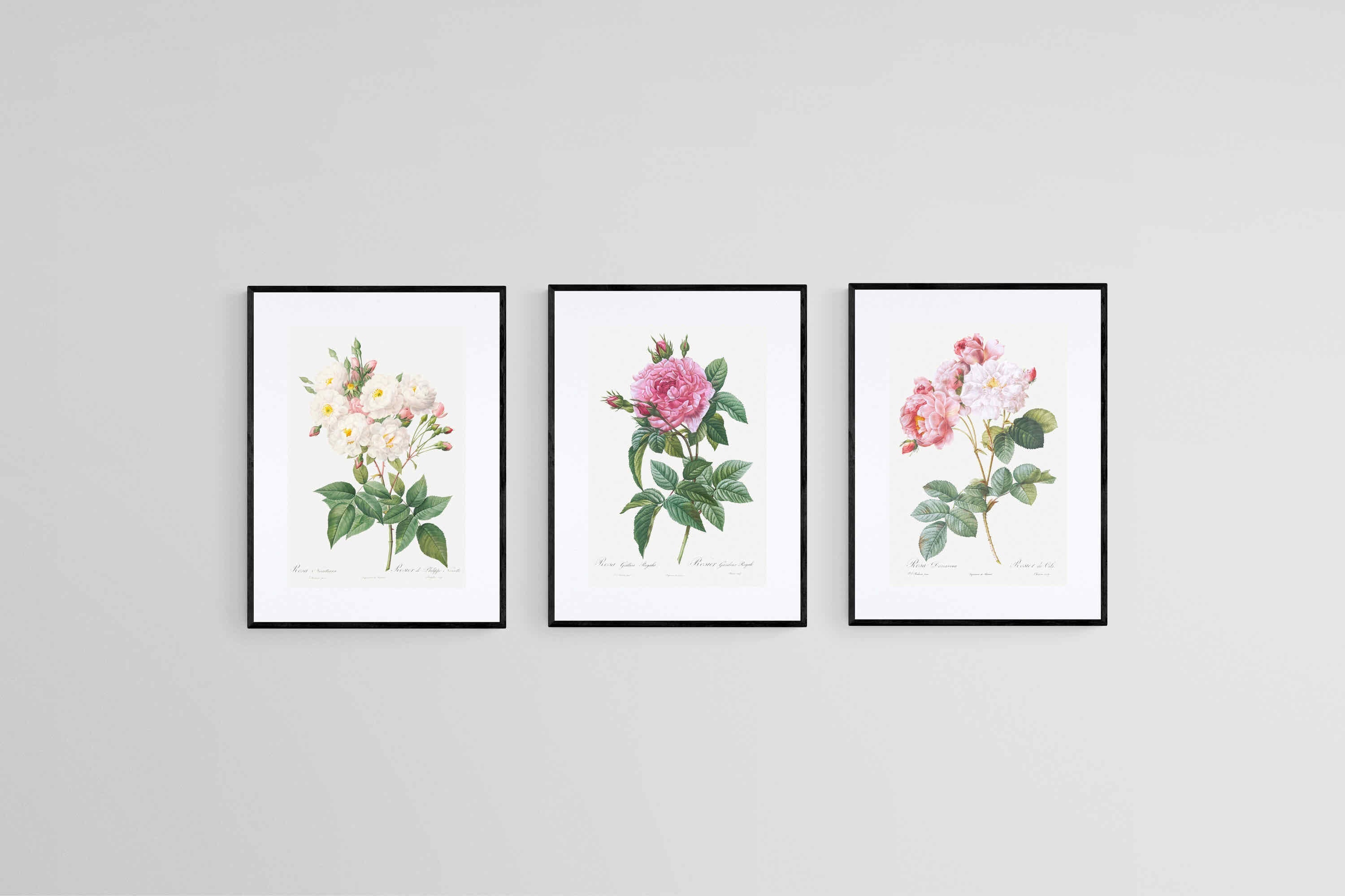 Les Roses Set-Wall_Art-45 x 60cm (x3)-Framed Print-Black-Pixalot