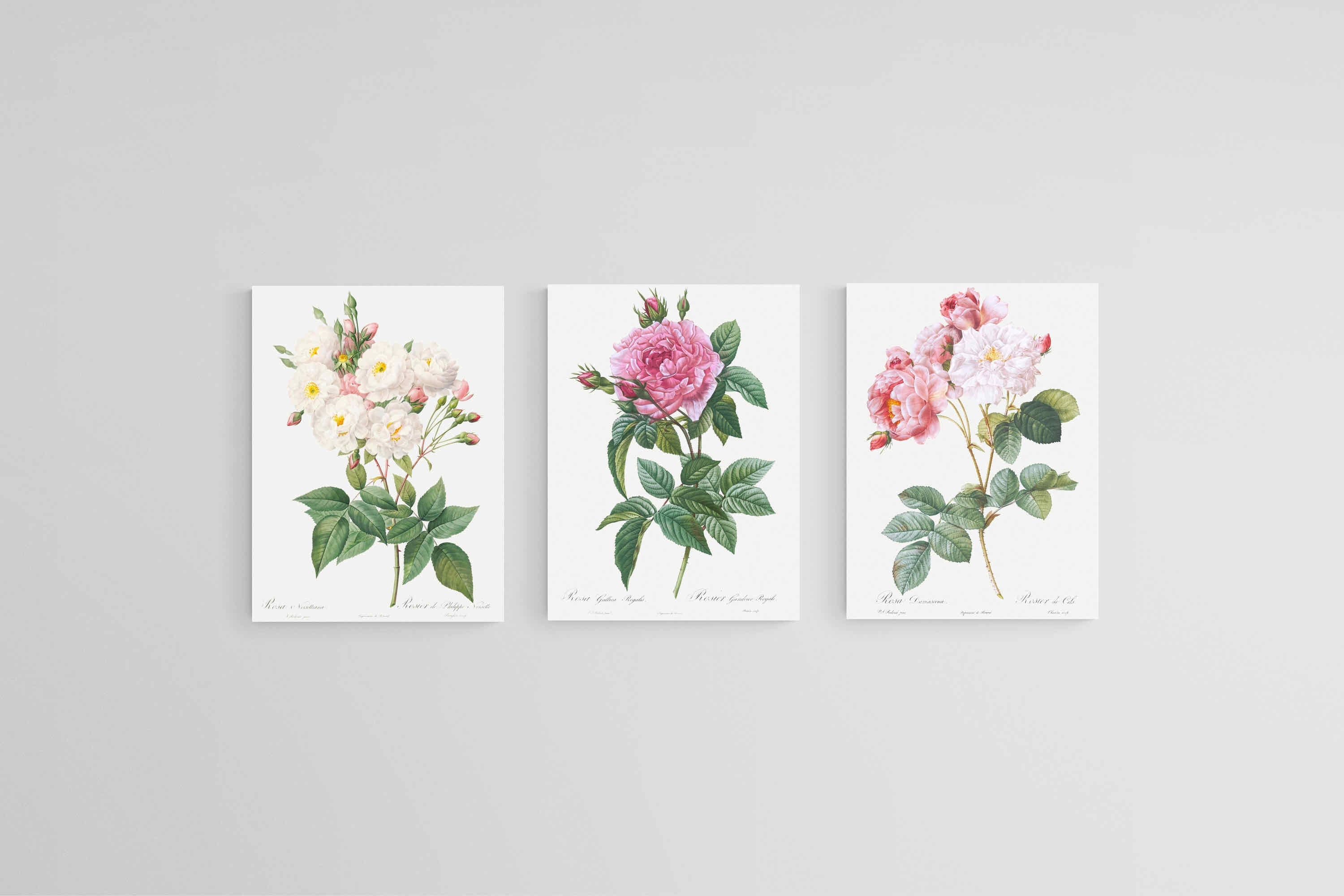 Les Roses Set-Wall_Art-45 x 60cm (x3)-Mounted Canvas-No Frame-Pixalot