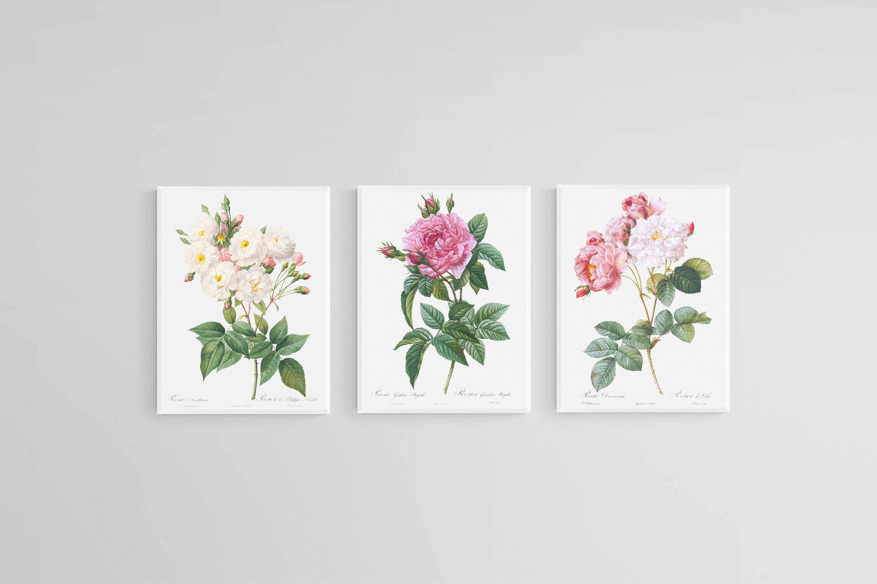 Les Roses Set-Wall_Art-45 x 60cm (x3)-Mounted Canvas-White-Pixalot