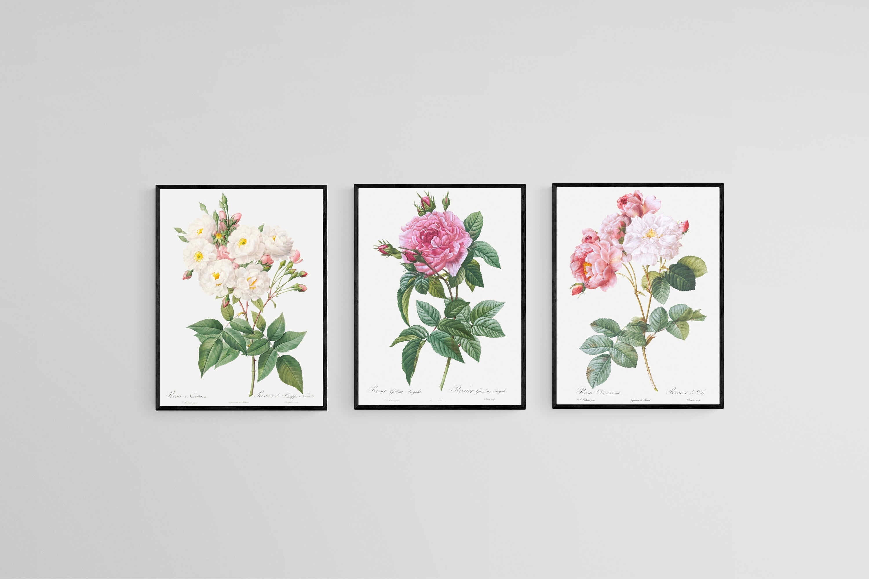 Les Roses Set-Wall_Art-45 x 60cm (x3)-Mounted Canvas-Black-Pixalot