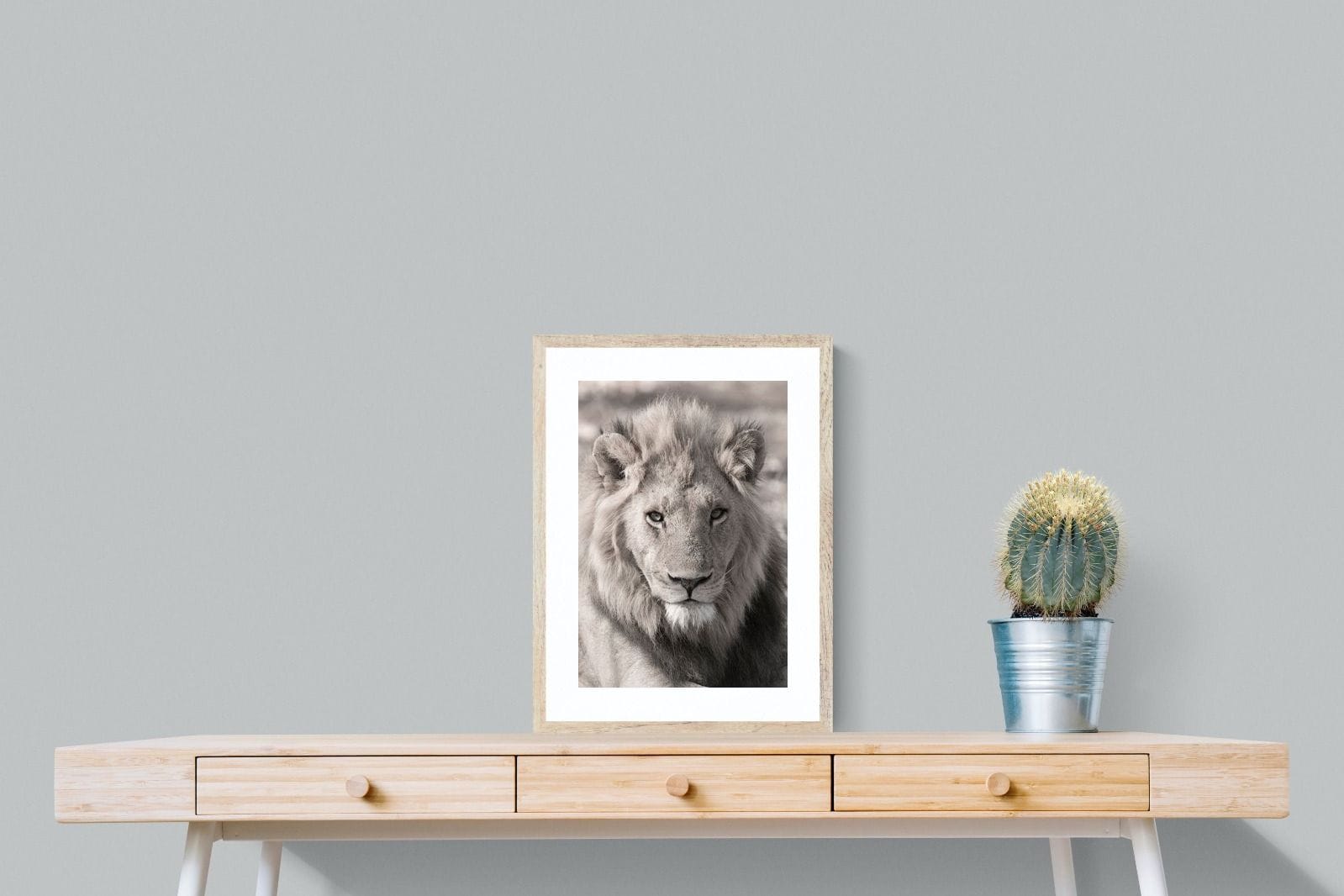 Lion Eyes-Wall_Art-45 x 60cm-Framed Print-Wood-Pixalot