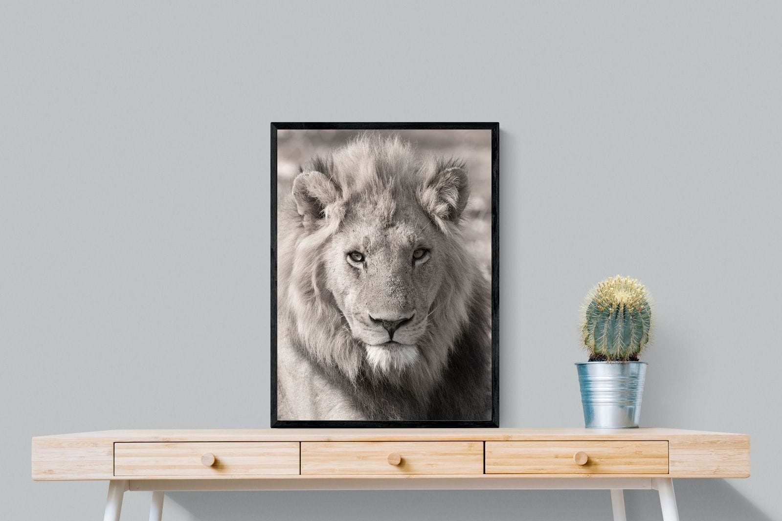 Lion Eyes-Wall_Art-60 x 80cm-Mounted Canvas-Black-Pixalot