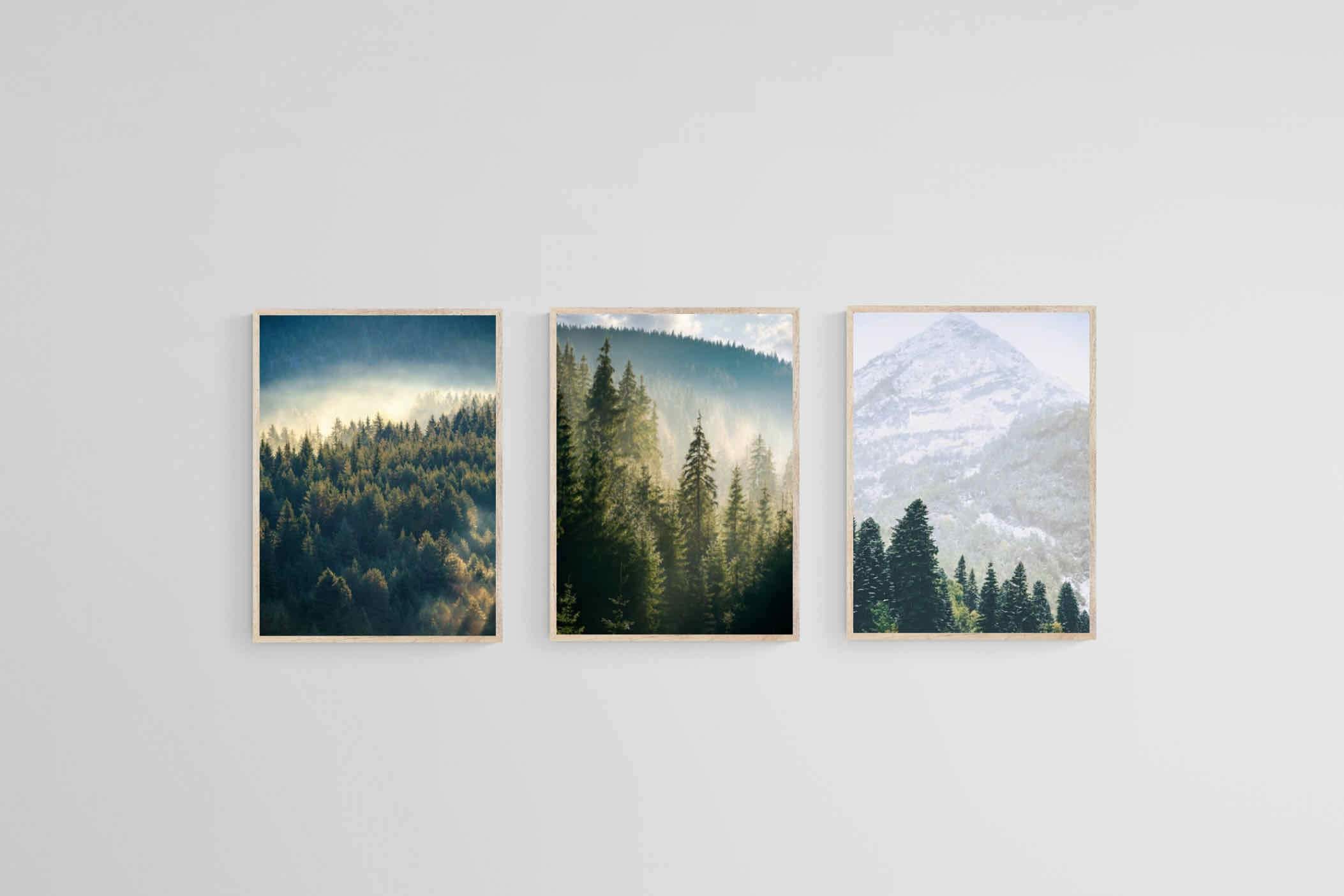 Misty Forest Set-Wall_Art-45 x 60cm (x3)-Mounted Canvas-Wood-Pixalot
