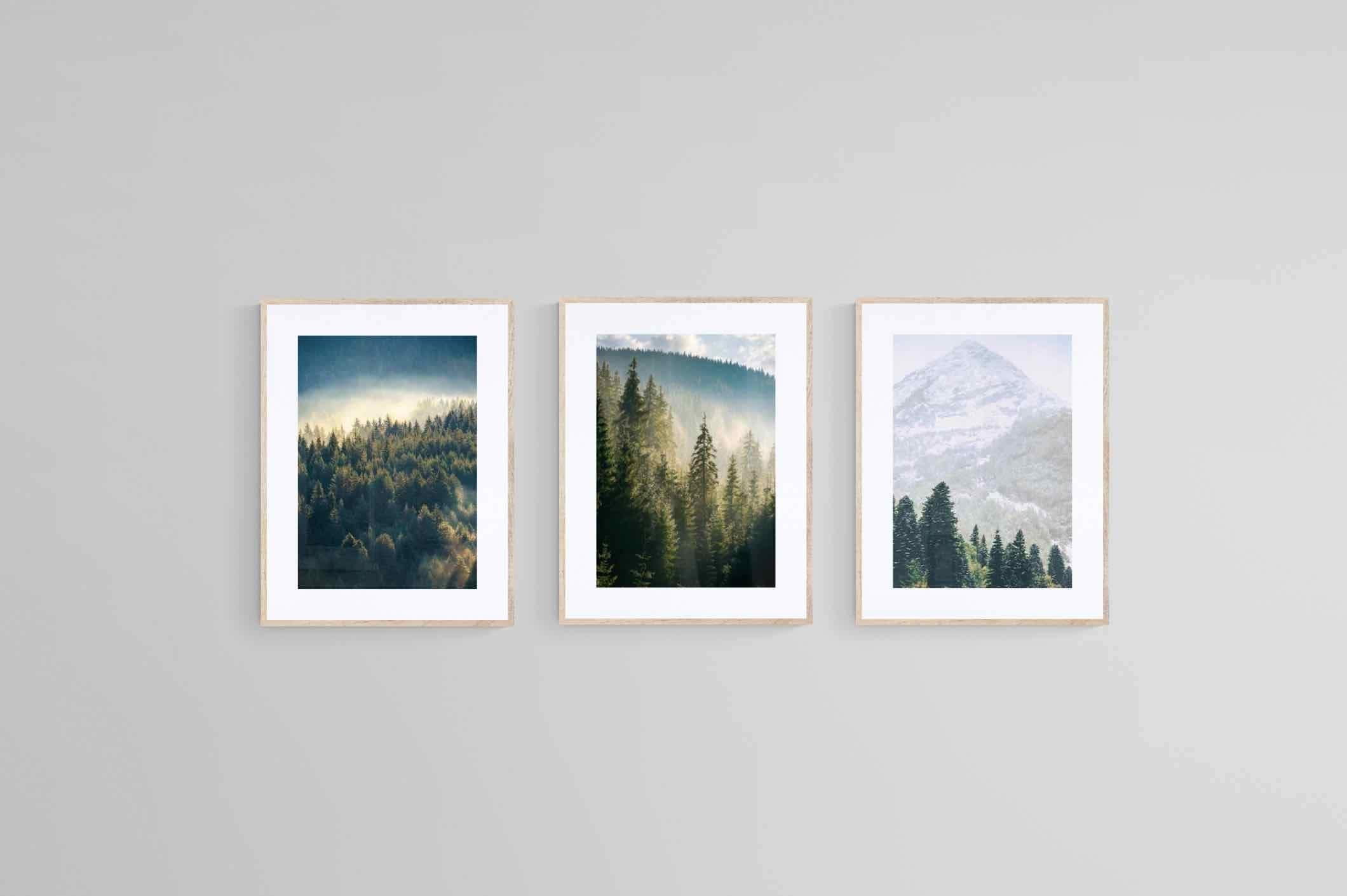 Misty Forest Set-Wall_Art-60 x 80cm (x3)-Framed Print-Wood-Pixalot