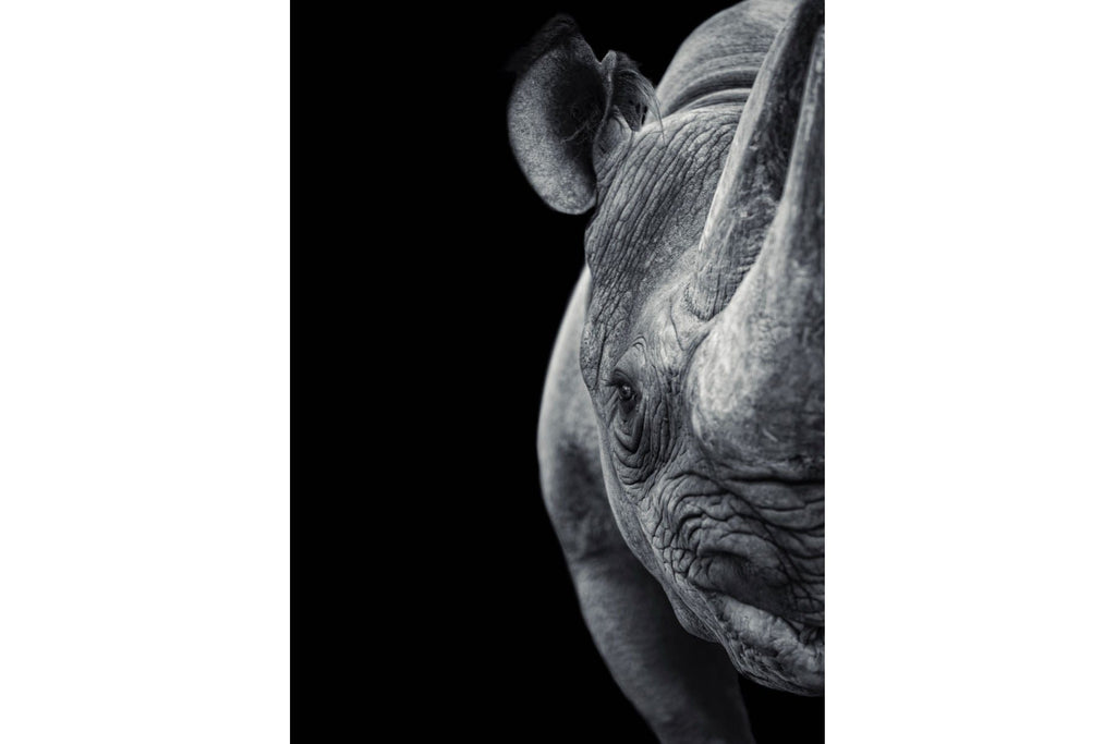 Monochromatic Rhino-Wall_Art-Pixalot