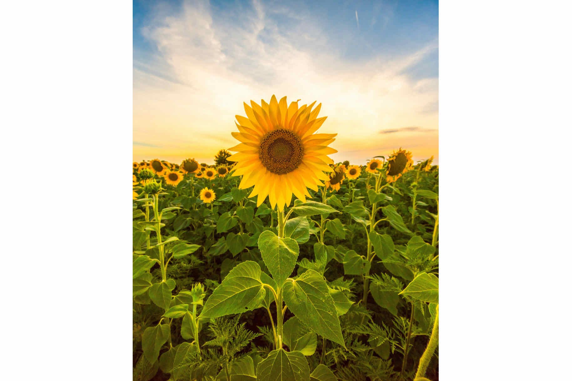 Morning Sunflowers-Wall_Art-Pixalot