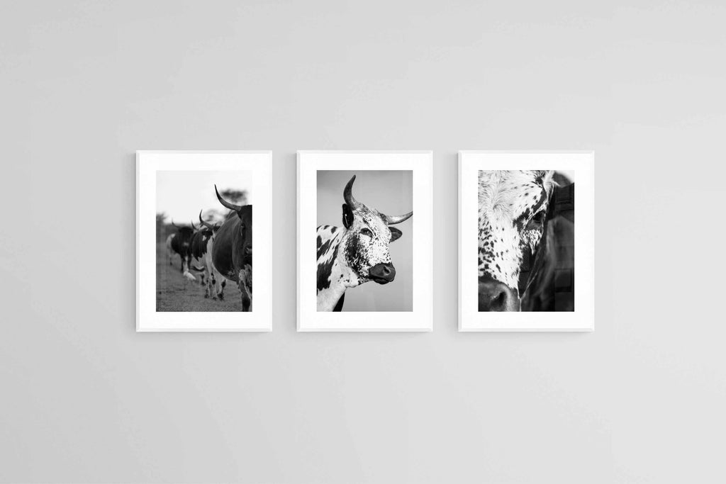 Nguni Black & White Set-Wall_Art-45 x 60cm (x3)-Framed Print-White-Pixalot