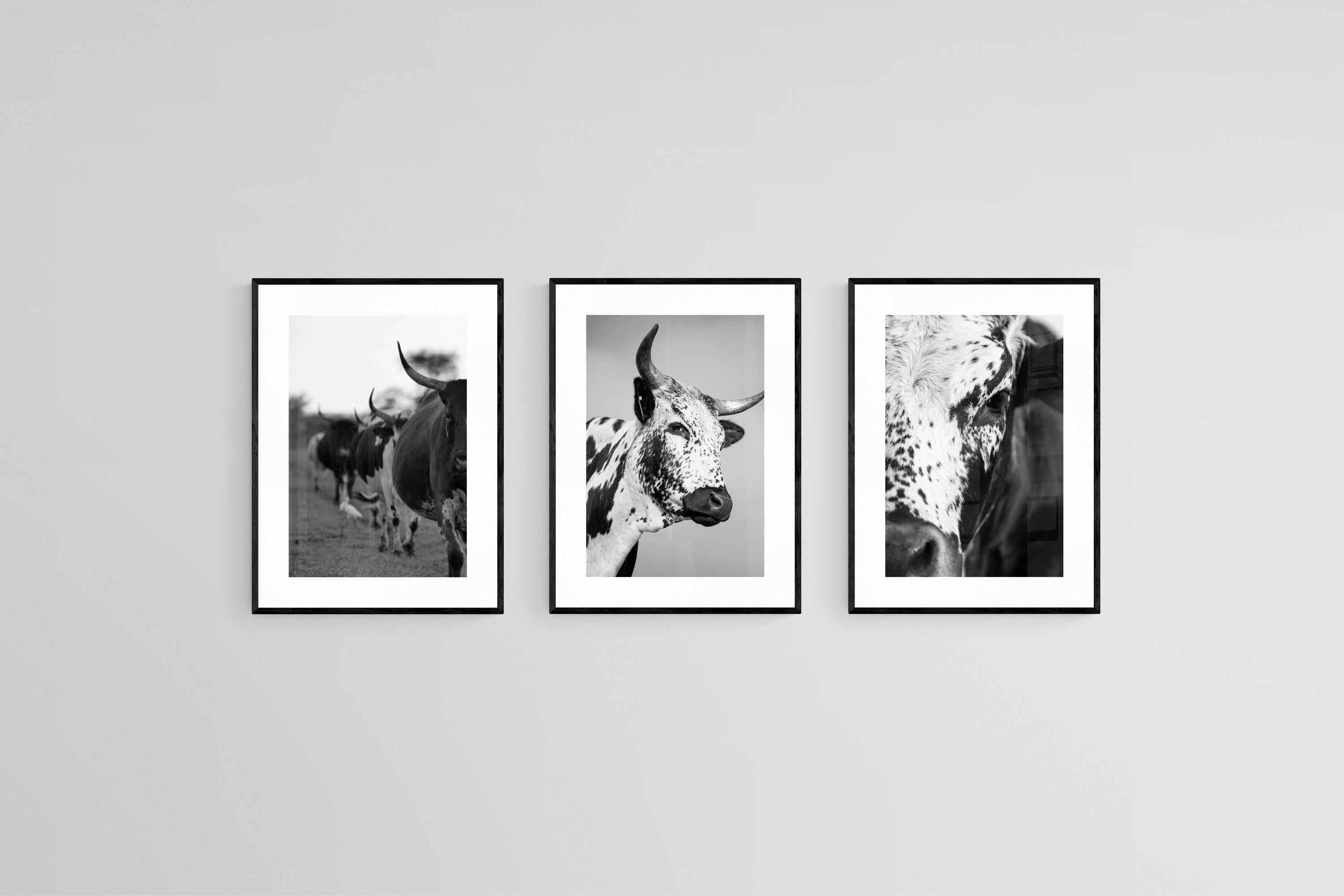 Nguni Black & White Set-Wall_Art-45 x 60cm (x3)-Framed Print-Black-Pixalot