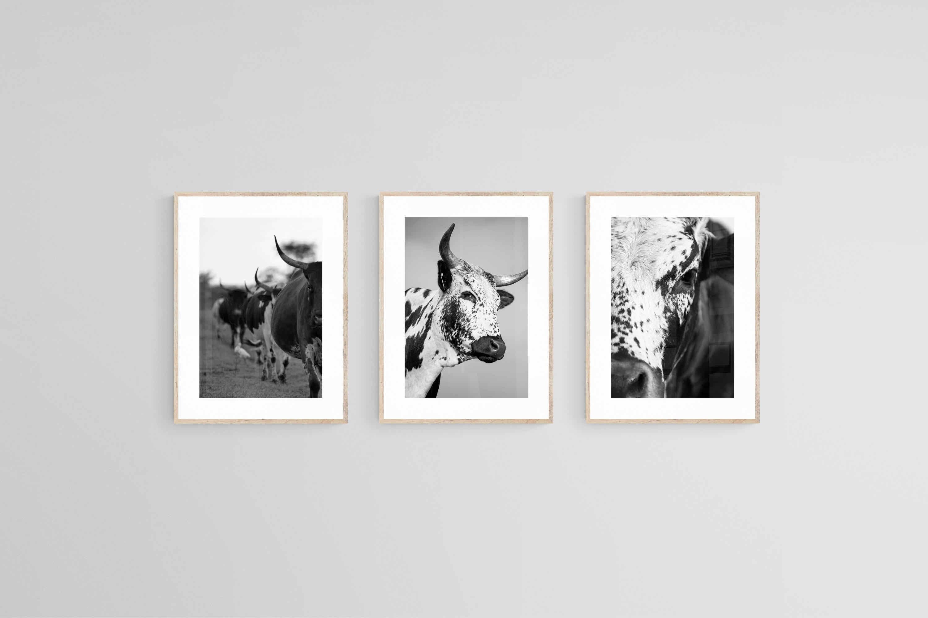 Nguni Black & White Set-Wall_Art-45 x 60cm (x3)-Framed Print-Wood-Pixalot