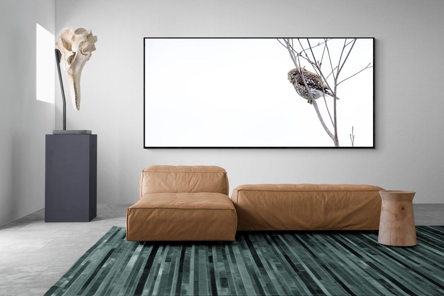 Pearl-Spotted Owlet-Wall_Art-275 x 130cm-Mounted Canvas-Black-Pixalot