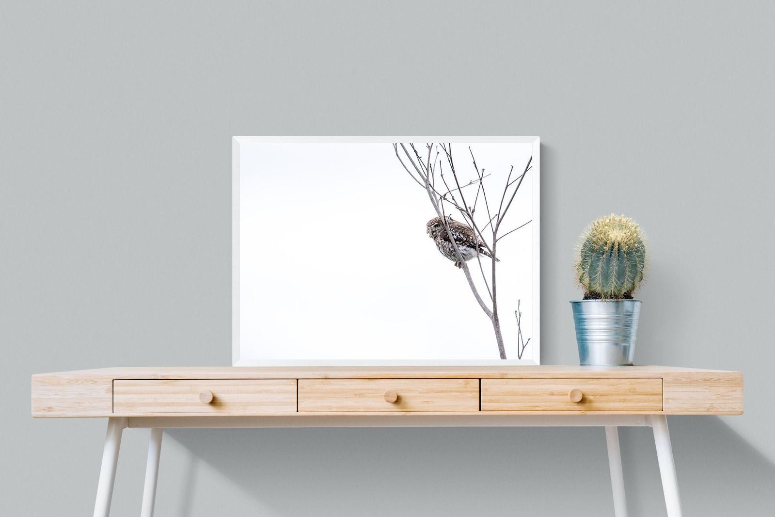 Pearl-Spotted Owlet-Wall_Art-80 x 60cm-Mounted Canvas-White-Pixalot