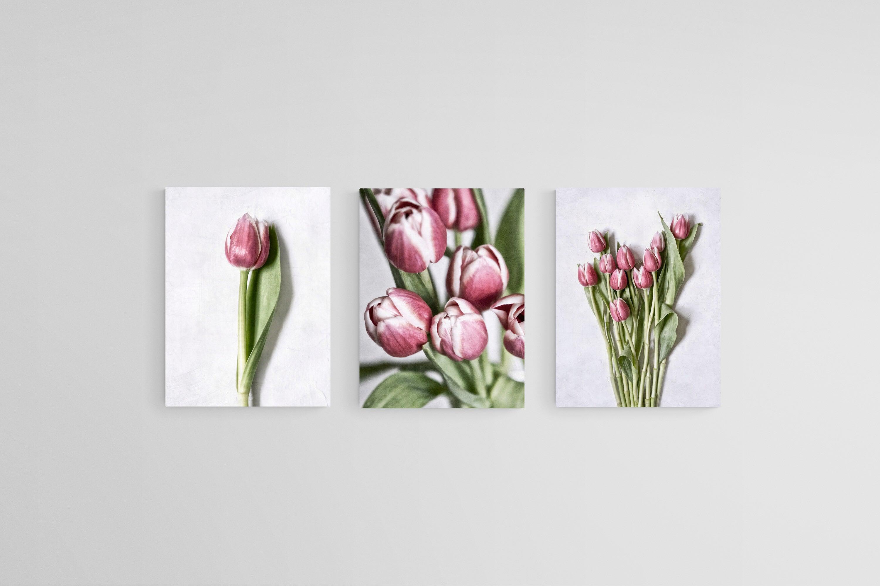 Pink Tulips Set-Wall_Art-45 x 60cm (x3)-Mounted Canvas-No Frame-Pixalot