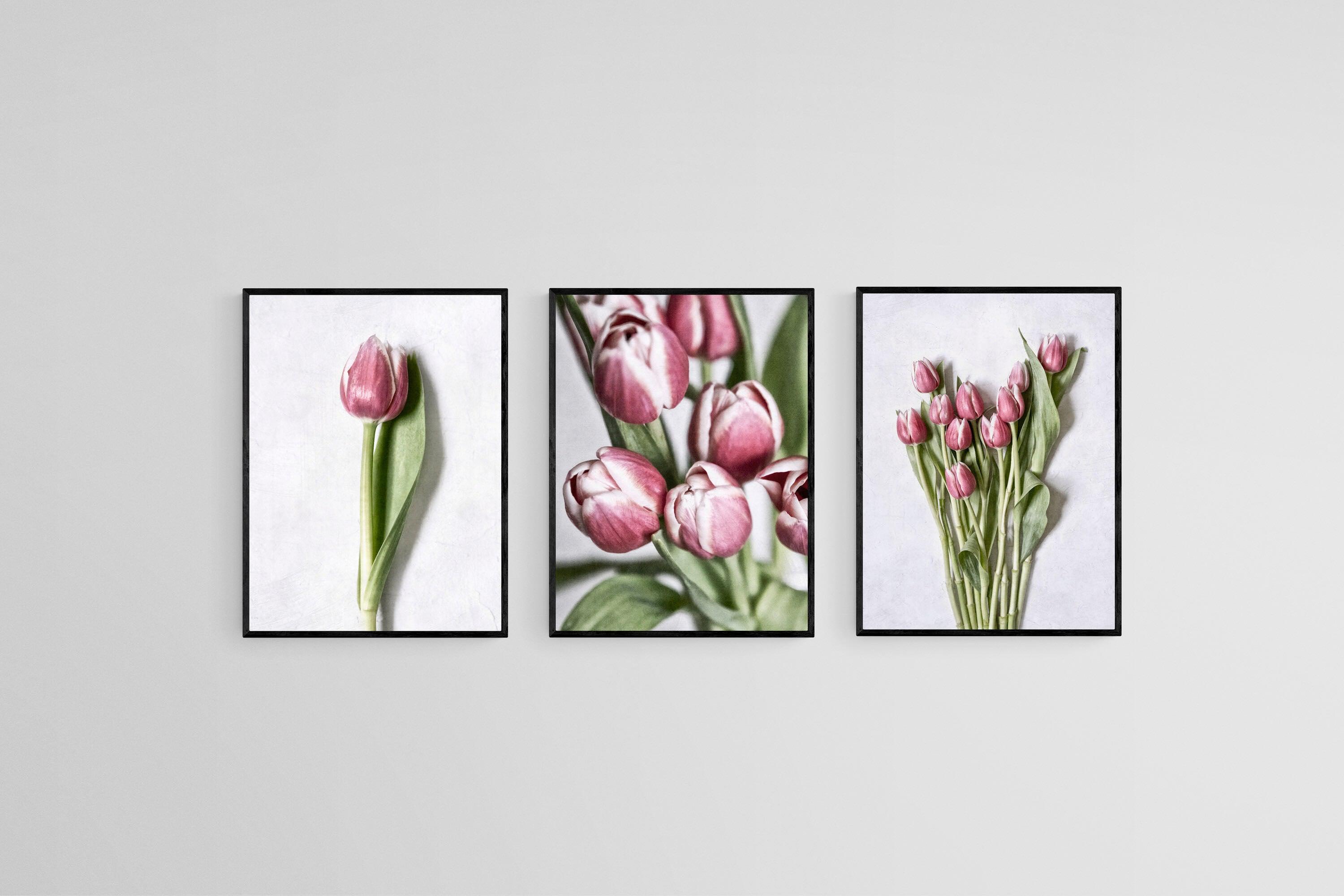 Pink Tulips Set-Wall_Art-45 x 60cm (x3)-Mounted Canvas-Black-Pixalot