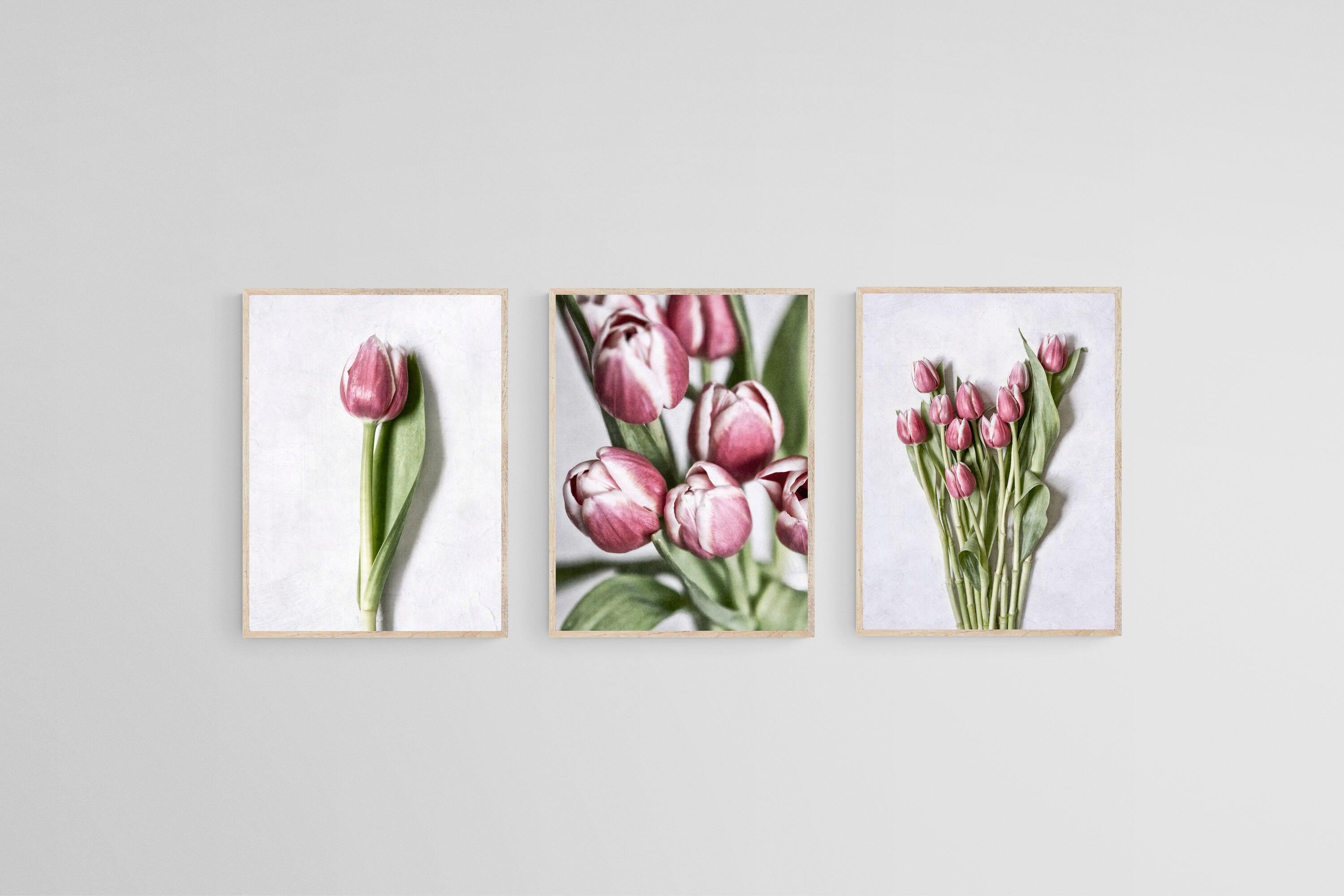 Pink Tulips Set-Wall_Art-45 x 60cm (x3)-Mounted Canvas-Wood-Pixalot