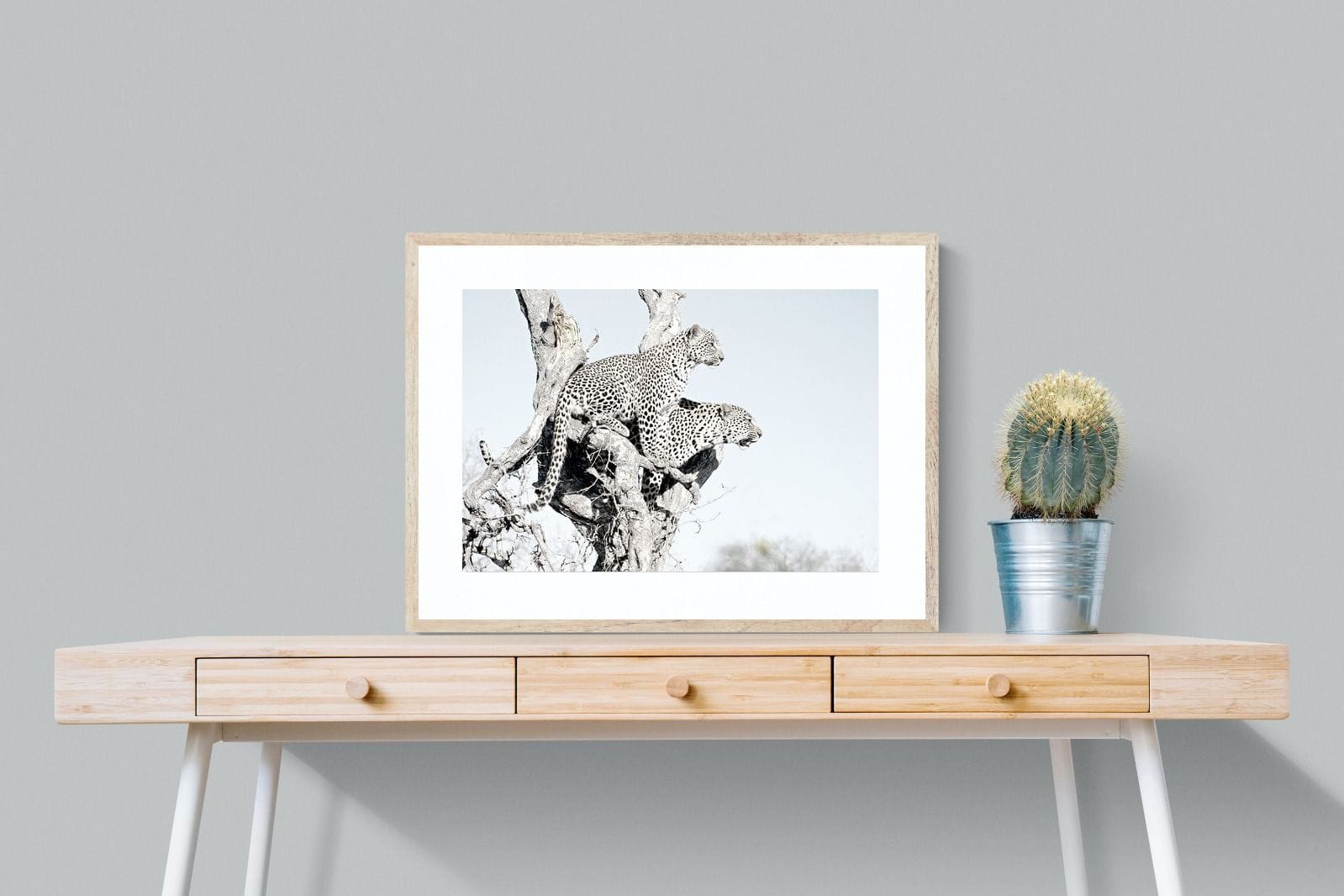 Poised Leopards-Wall_Art-80 x 60cm-Framed Print-Wood-Pixalot