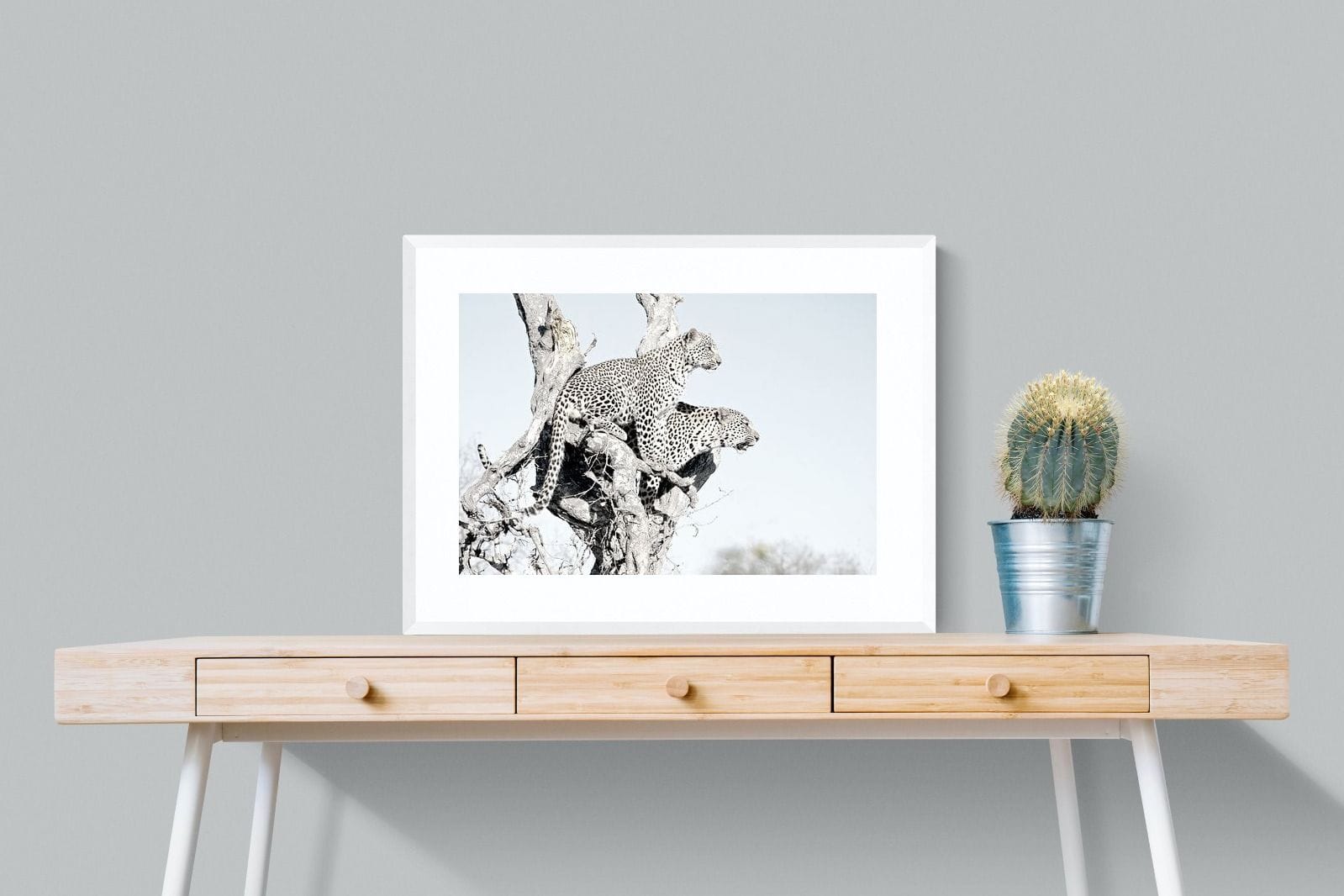 Poised Leopards-Wall_Art-80 x 60cm-Framed Print-White-Pixalot