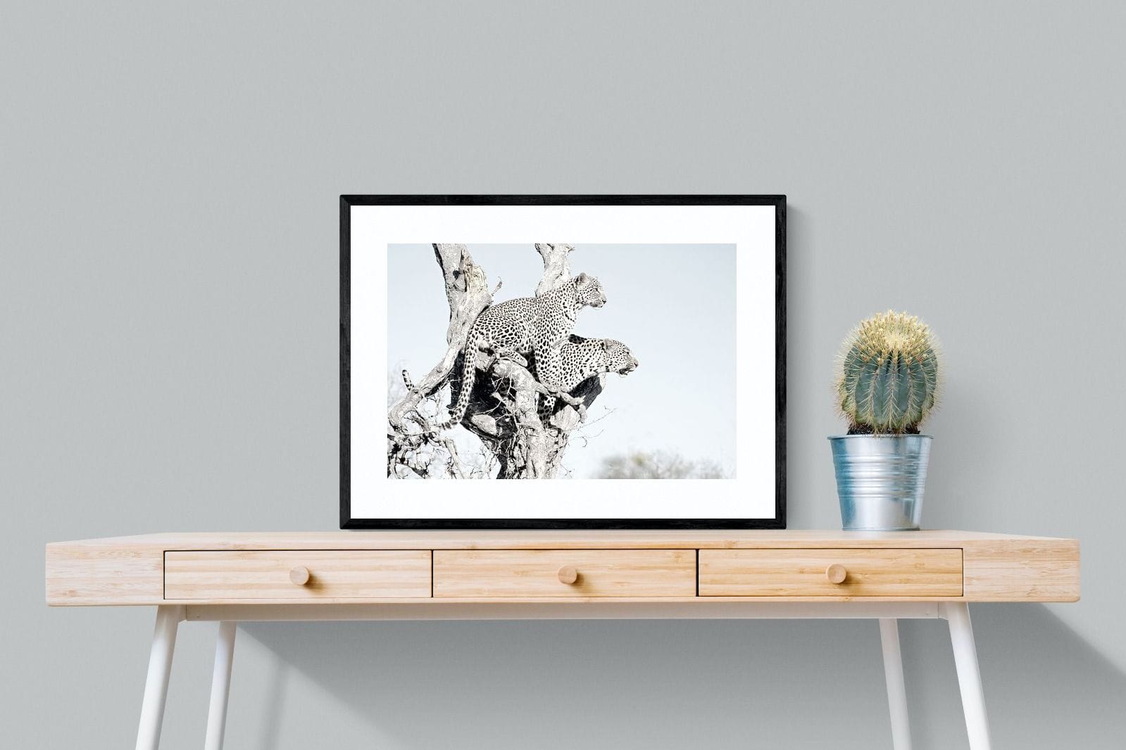 Poised Leopards-Wall_Art-80 x 60cm-Framed Print-Black-Pixalot