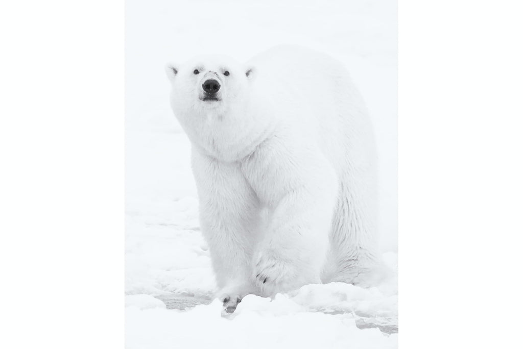 Polar Bear-Wall_Art-Pixalot