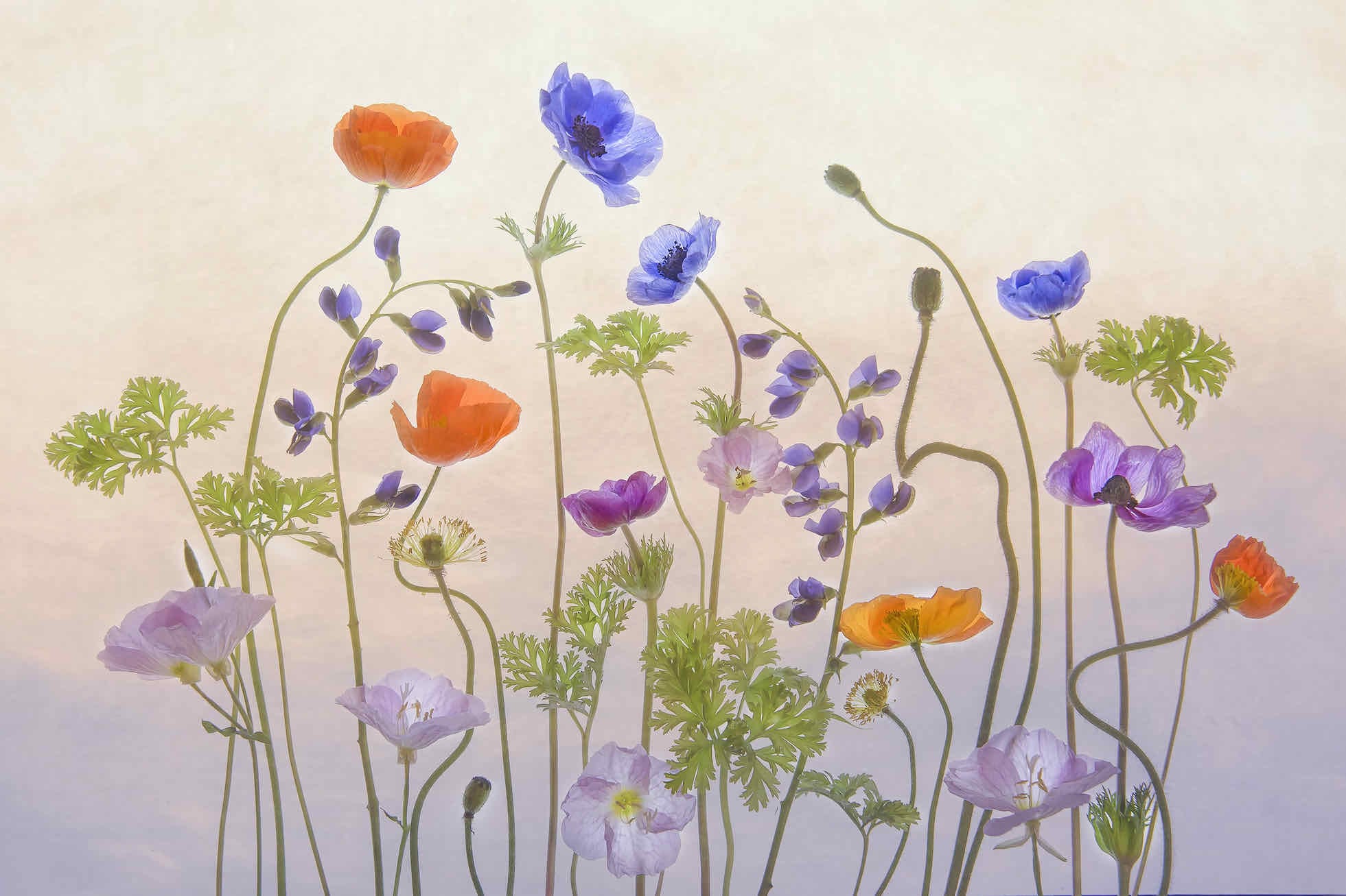 Poppy Anemone-Wall_Art-Pixalot