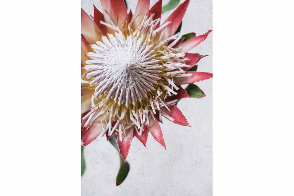Red King Protea-Wall_Art-Pixalot