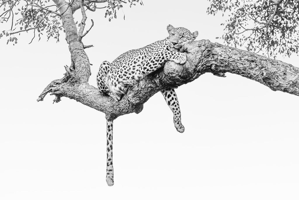 Resting Leopard-Wall_Art-Pixalot