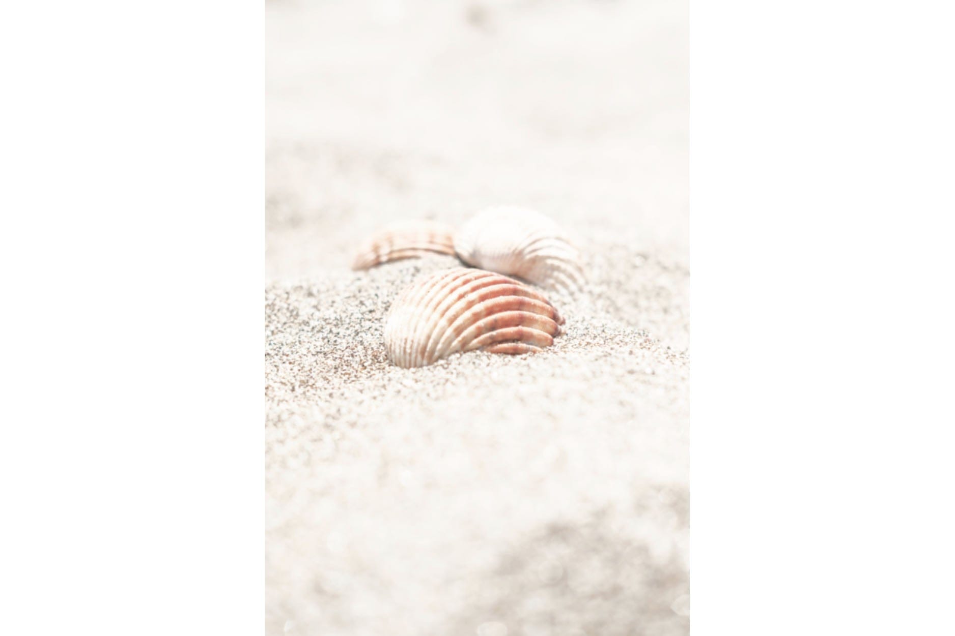 Sand Shell-Wall_Art-Pixalot