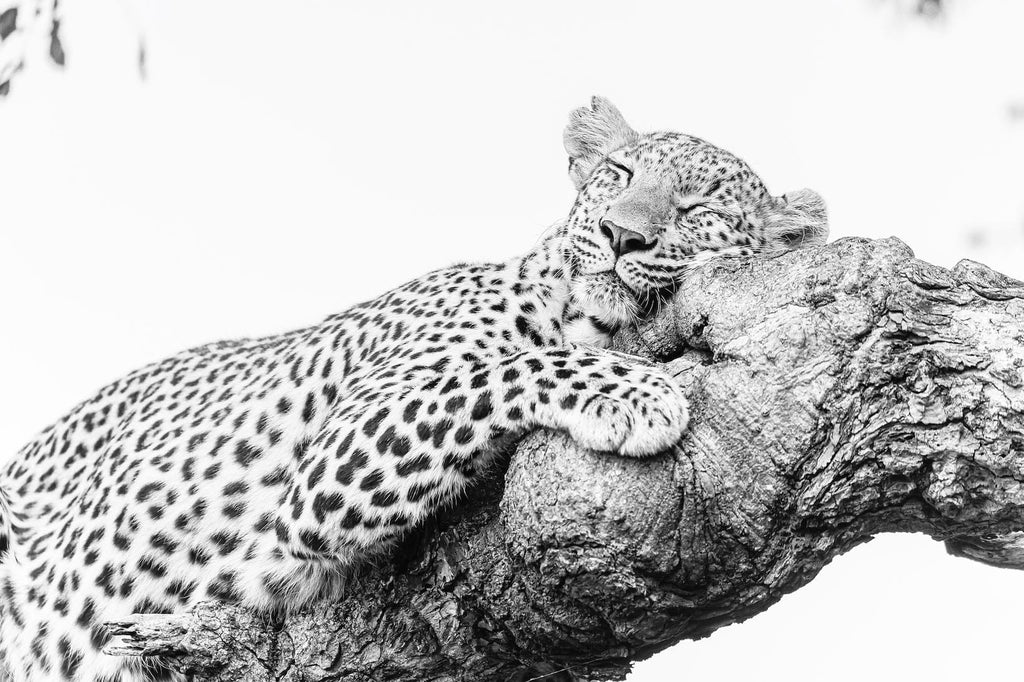 Sleeping Leopard-Wall_Art-Pixalot