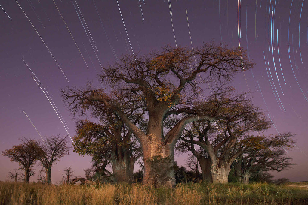 Starry Sky Baobab-Wall_Art-Pixalot